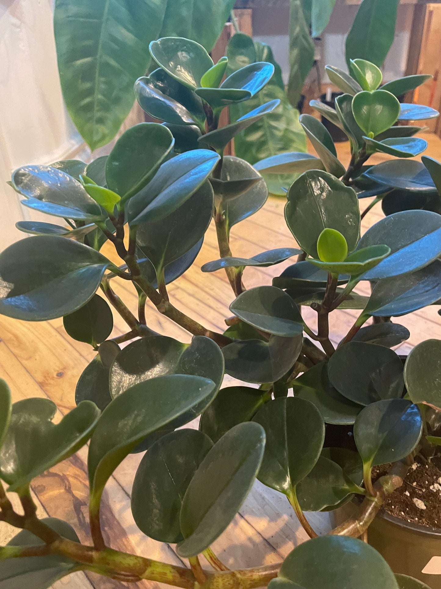 6" Peperomia Obtusifolia Green