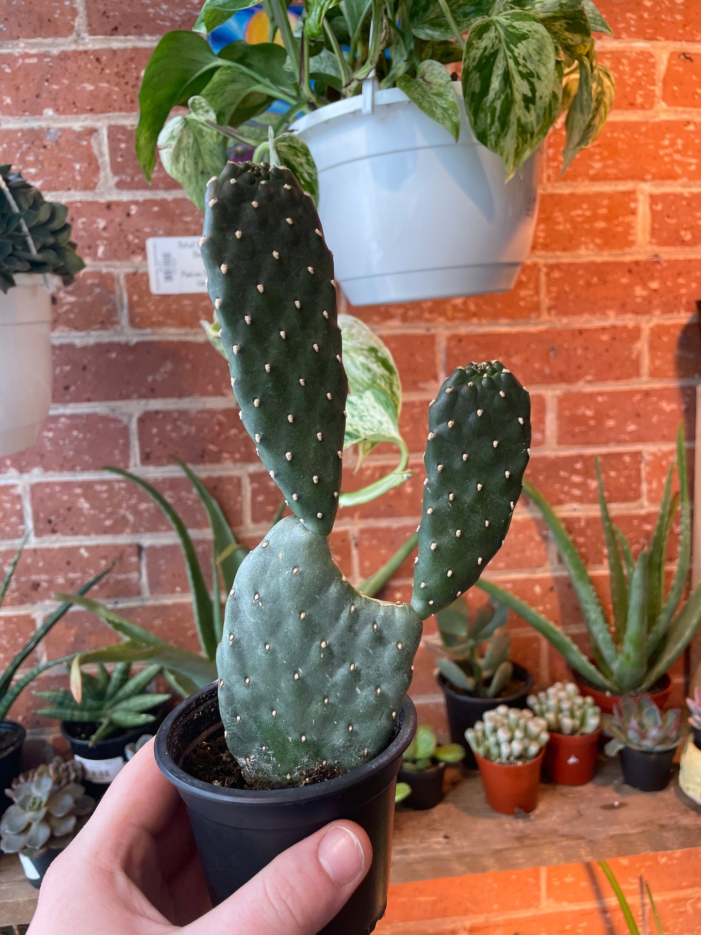 4" Opuntia Basilaris