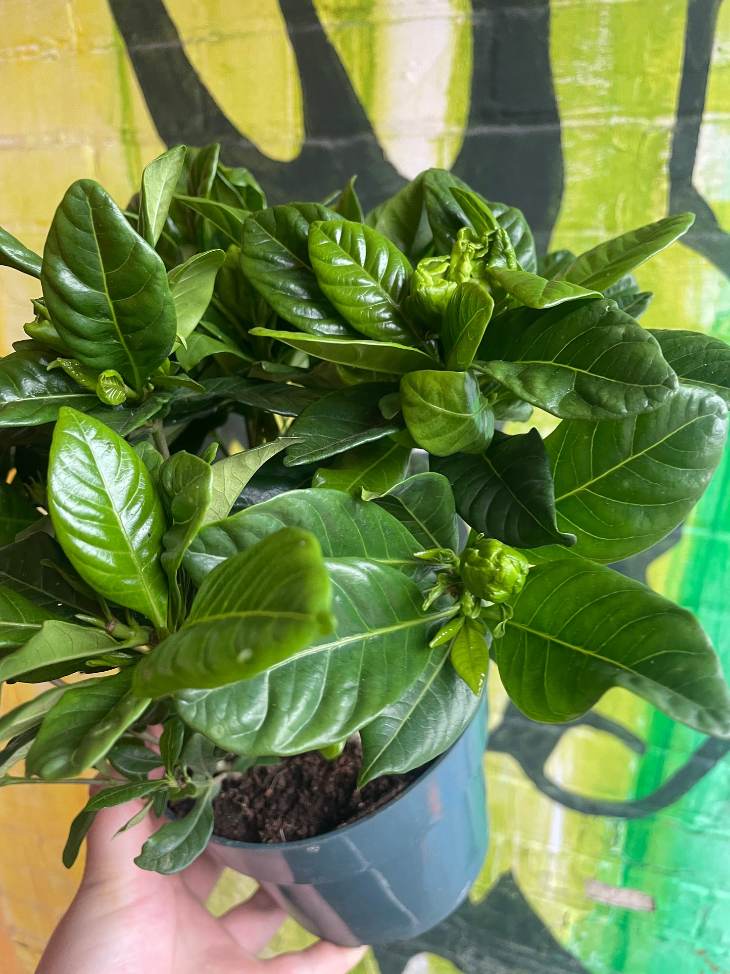 6" Gardenia Bush