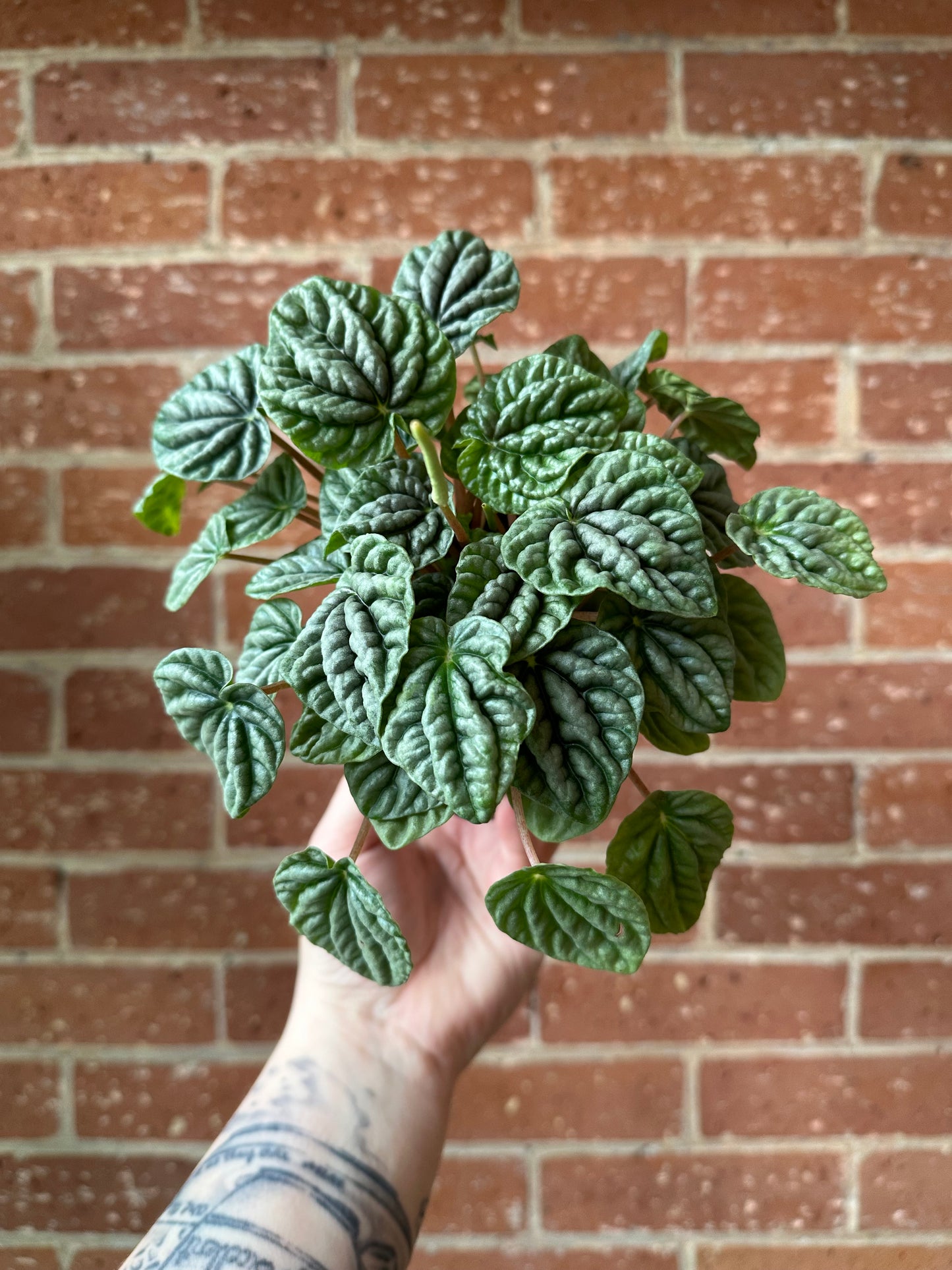 3.5" Peperomia Ripple Green