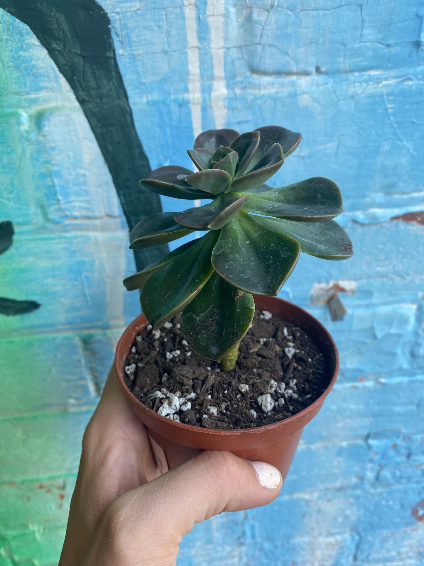 3.5" Echeveria Melaco
