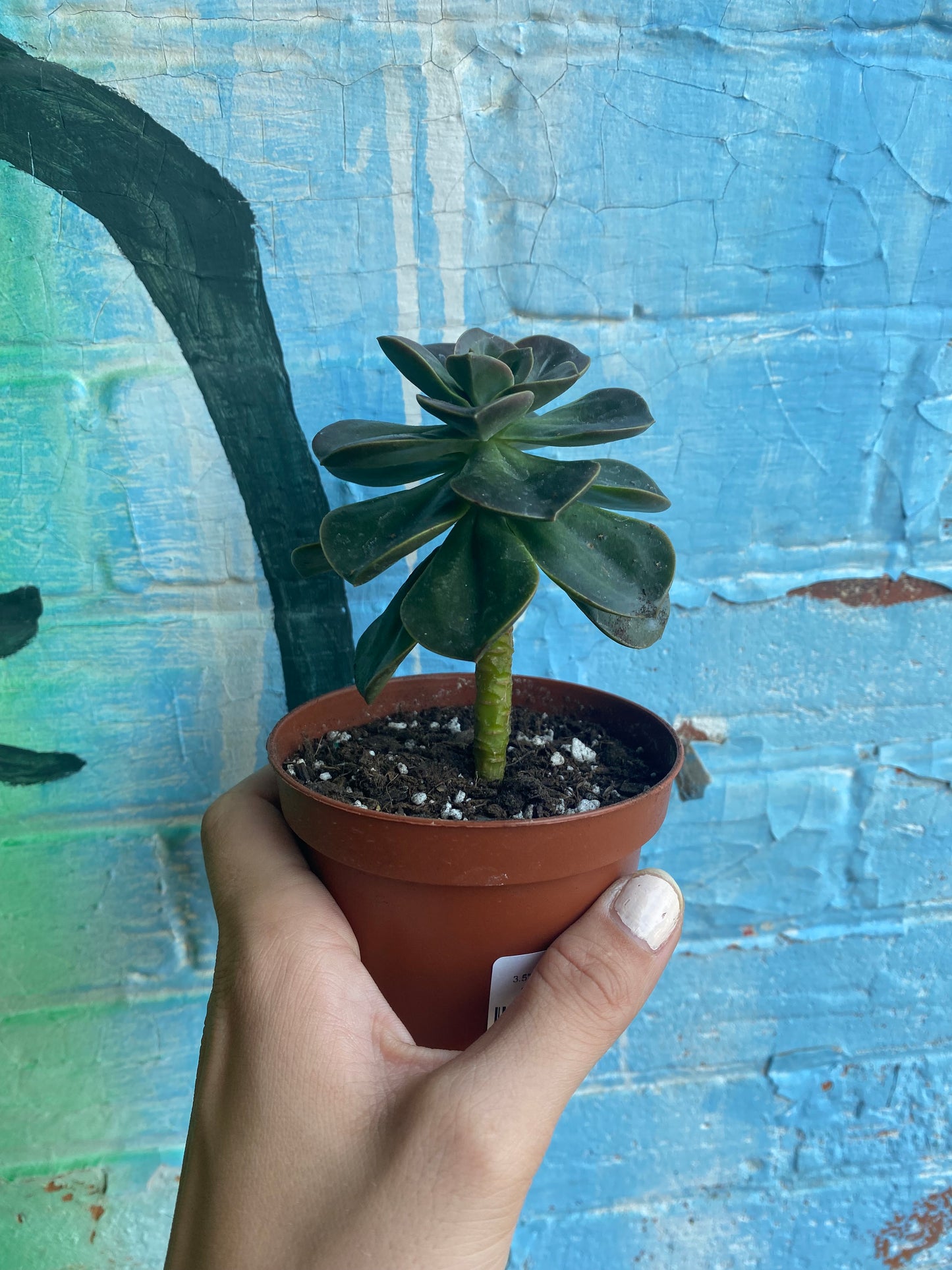 3.5" Echeveria Melaco