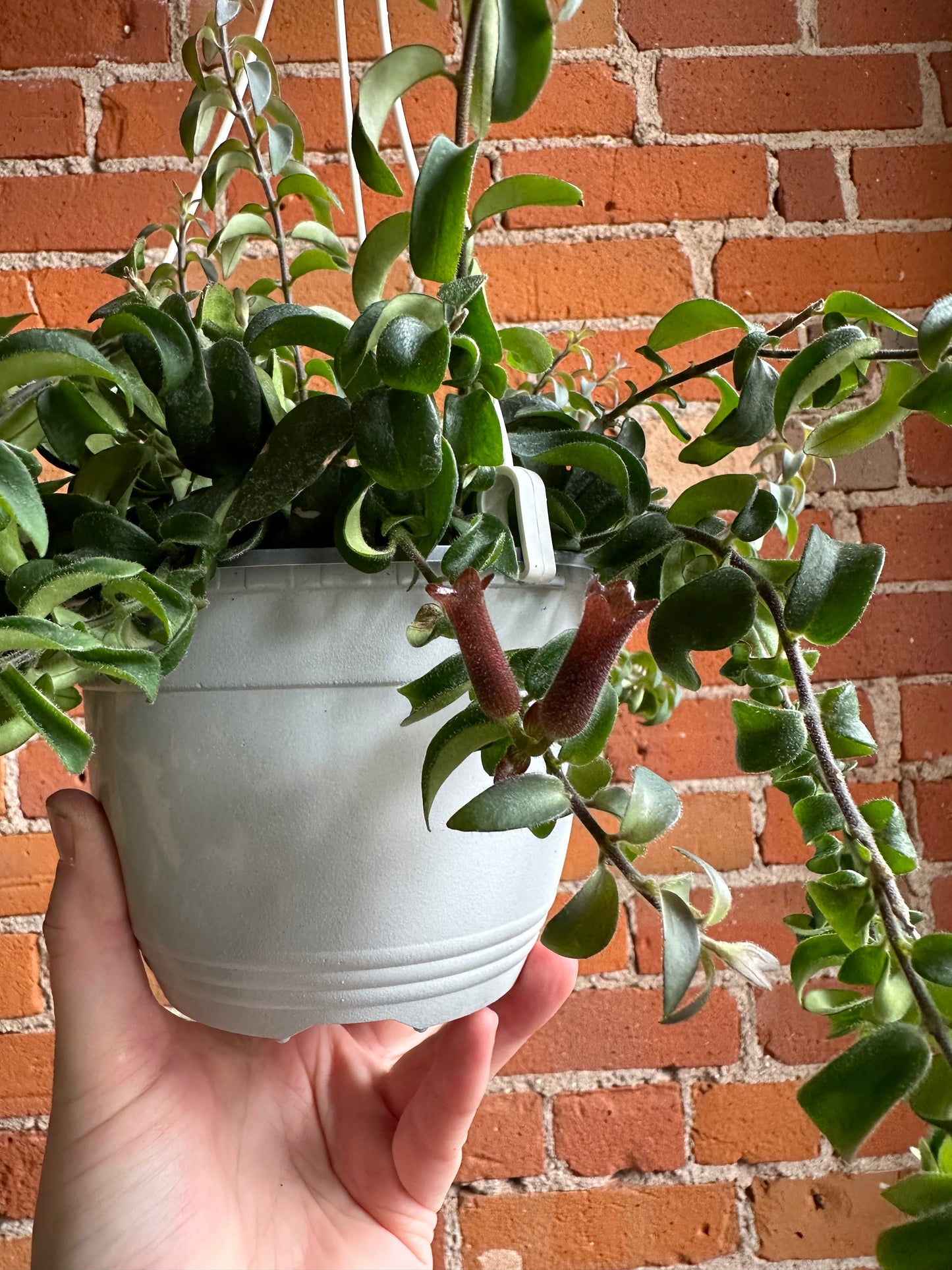6" Curly Lipstick Plant Hanging Basket | Aeschynanthus