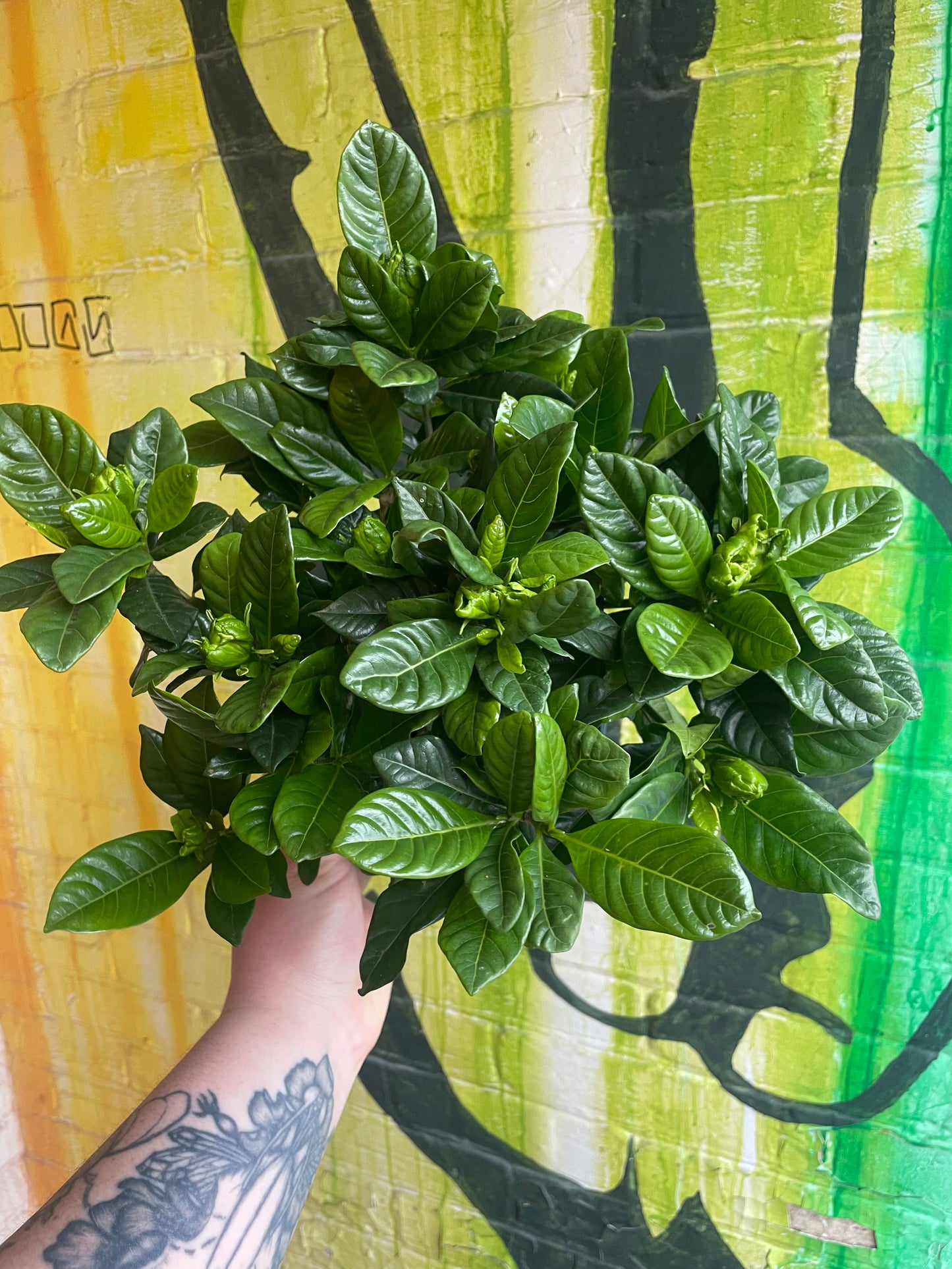 6" Gardenia Bush