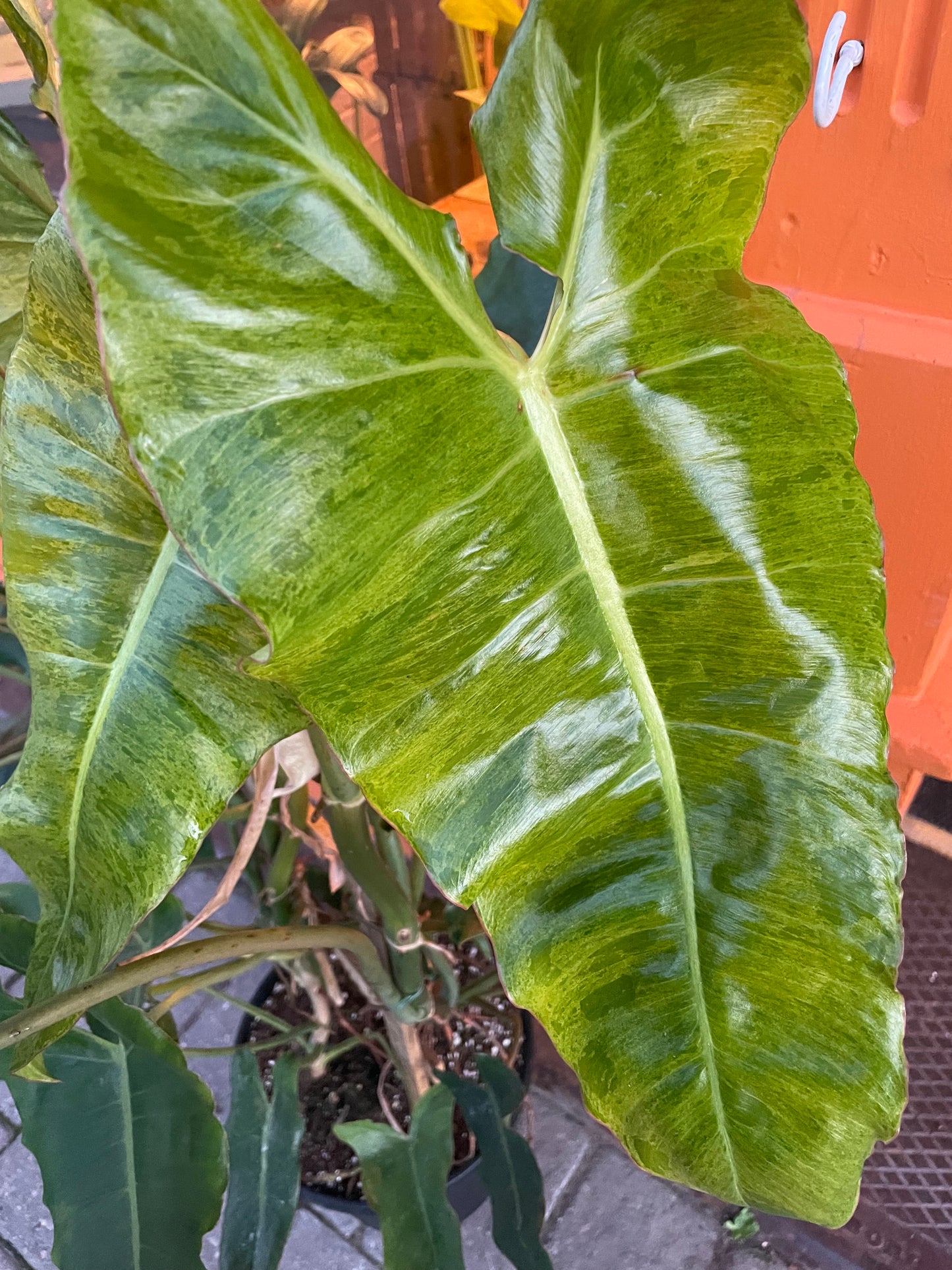 12” Philodendron Paraiso Verde Trellis