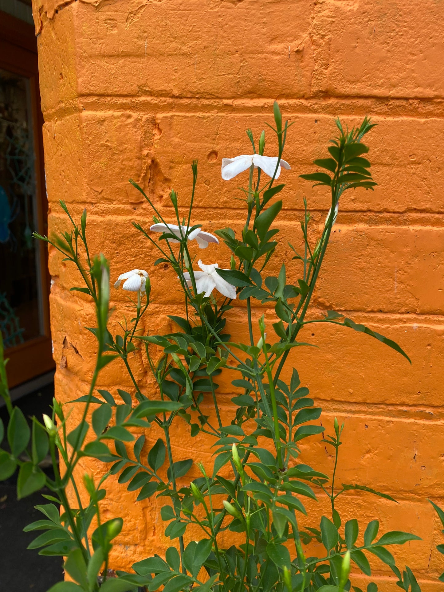 6'' Upright Jasmine