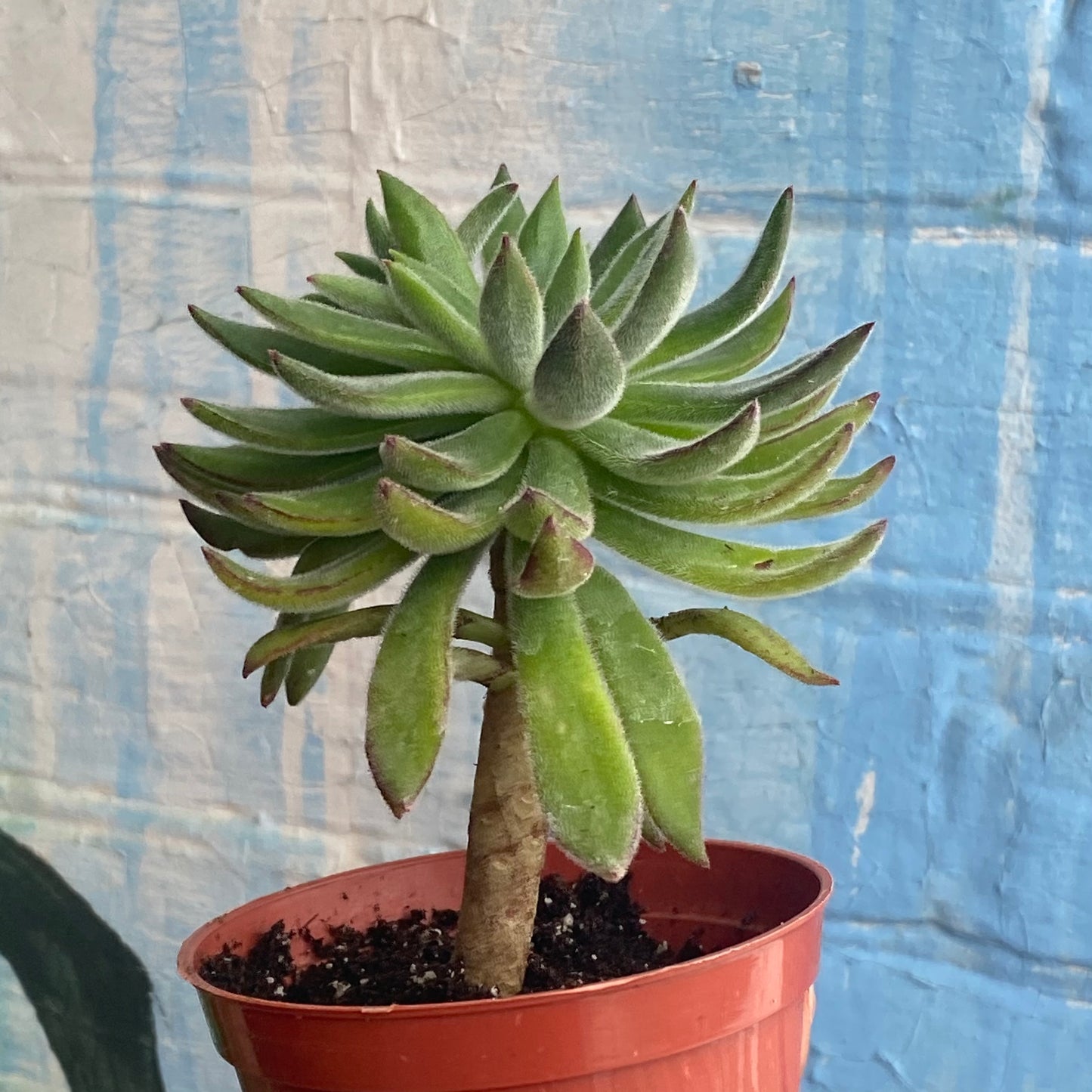 3.5" Echeveria Harmsii