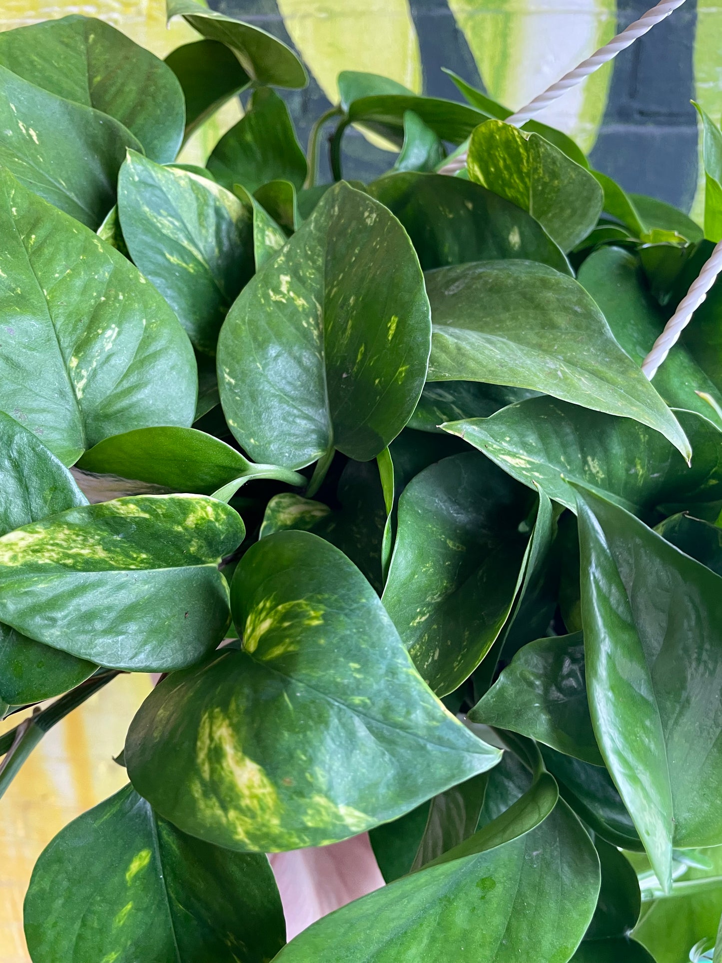8" Pothos Golden Hanging Basket