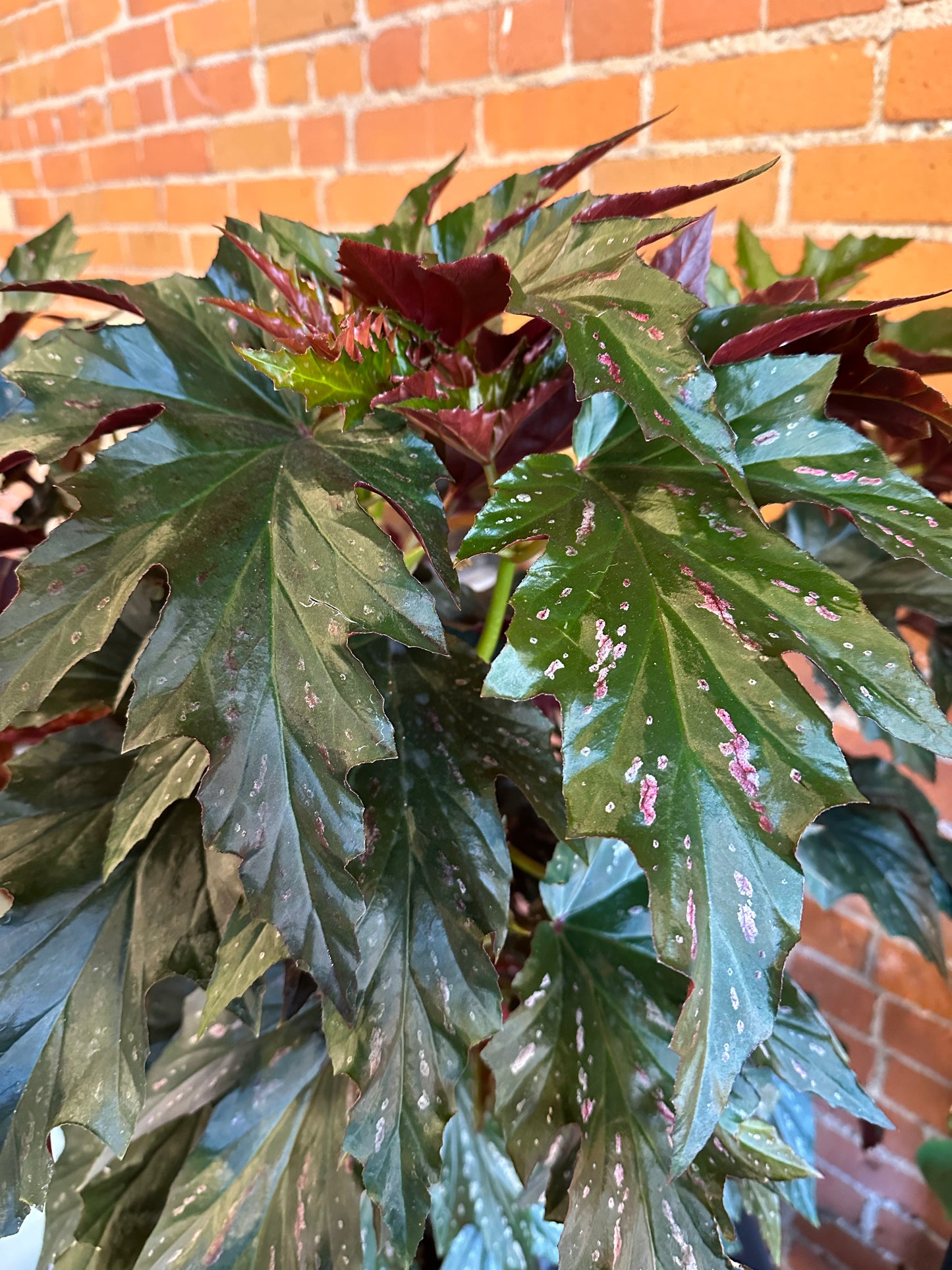 10" Begonia Angel Wing