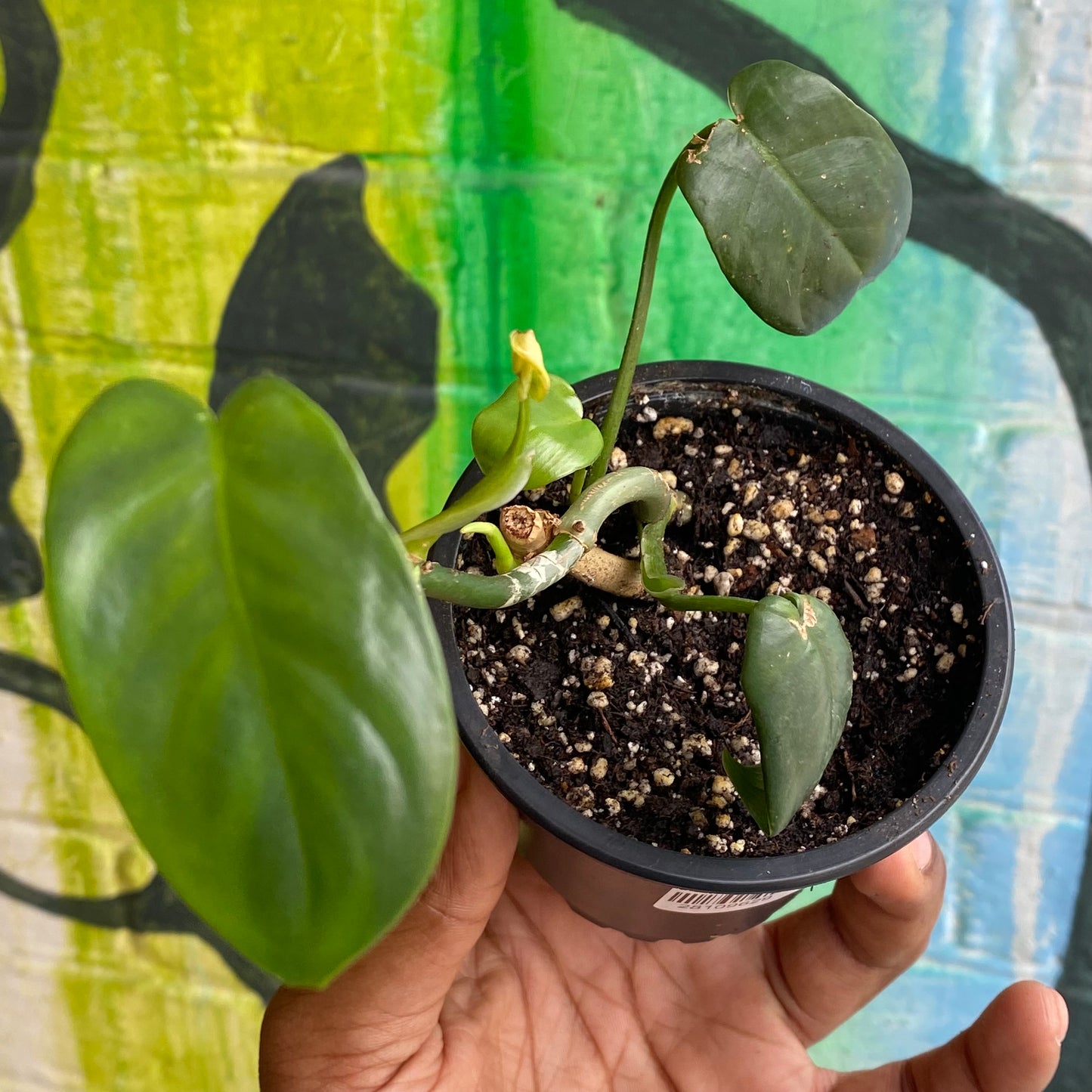 3.5" Philodendron Silver Sword (TAC)