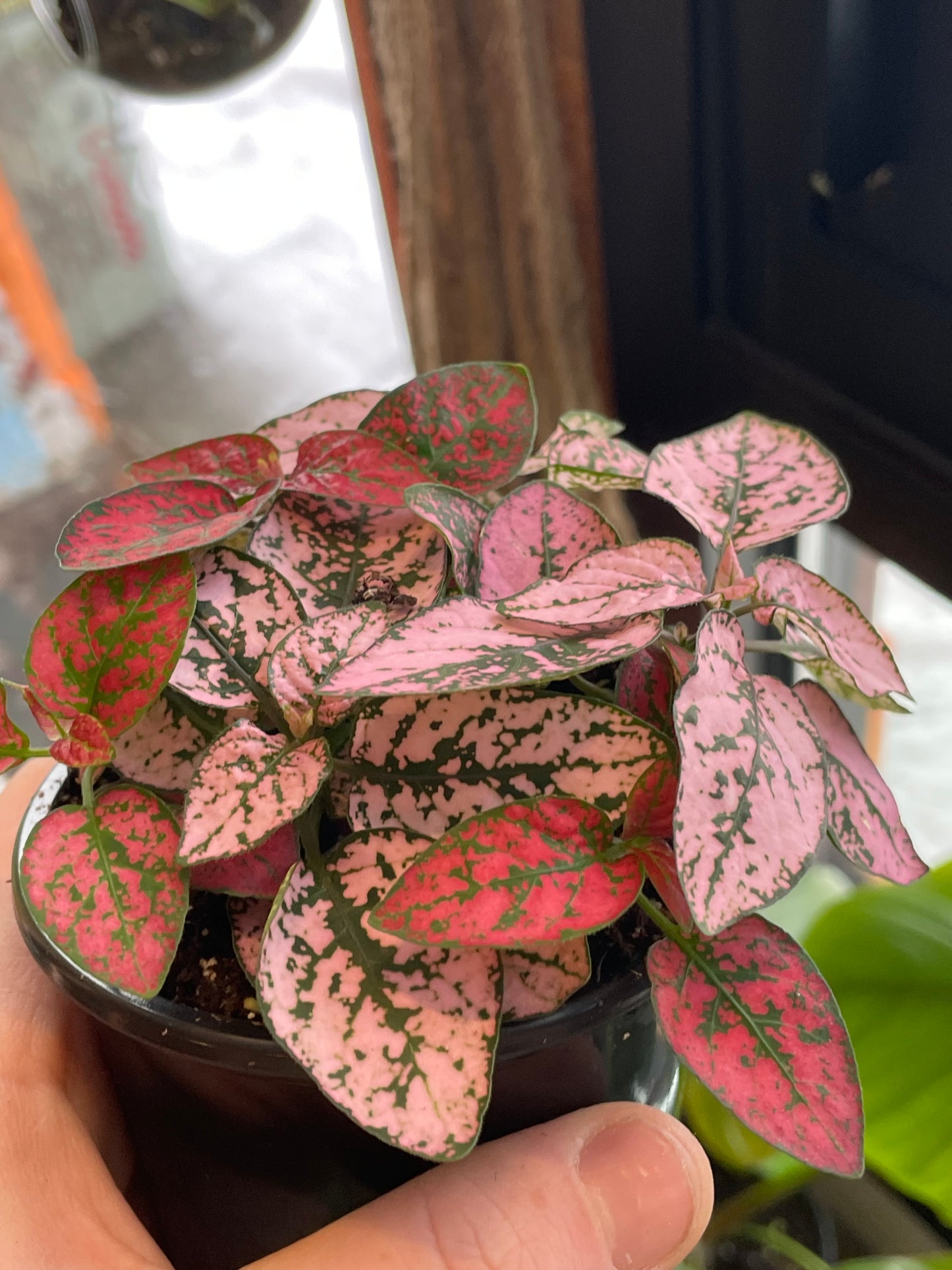 3.5" Polka Dot Plant | Pink/Red