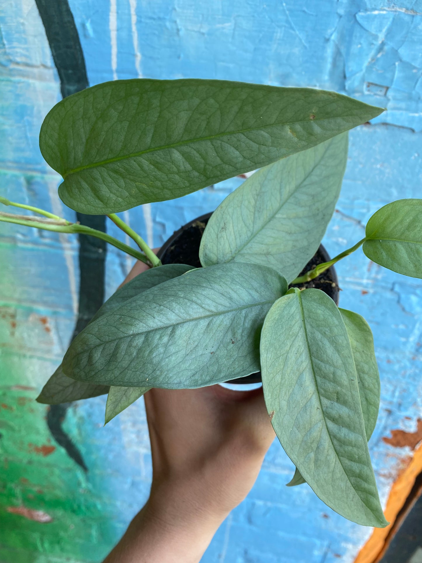 4" Epipremnum Cebu Blue