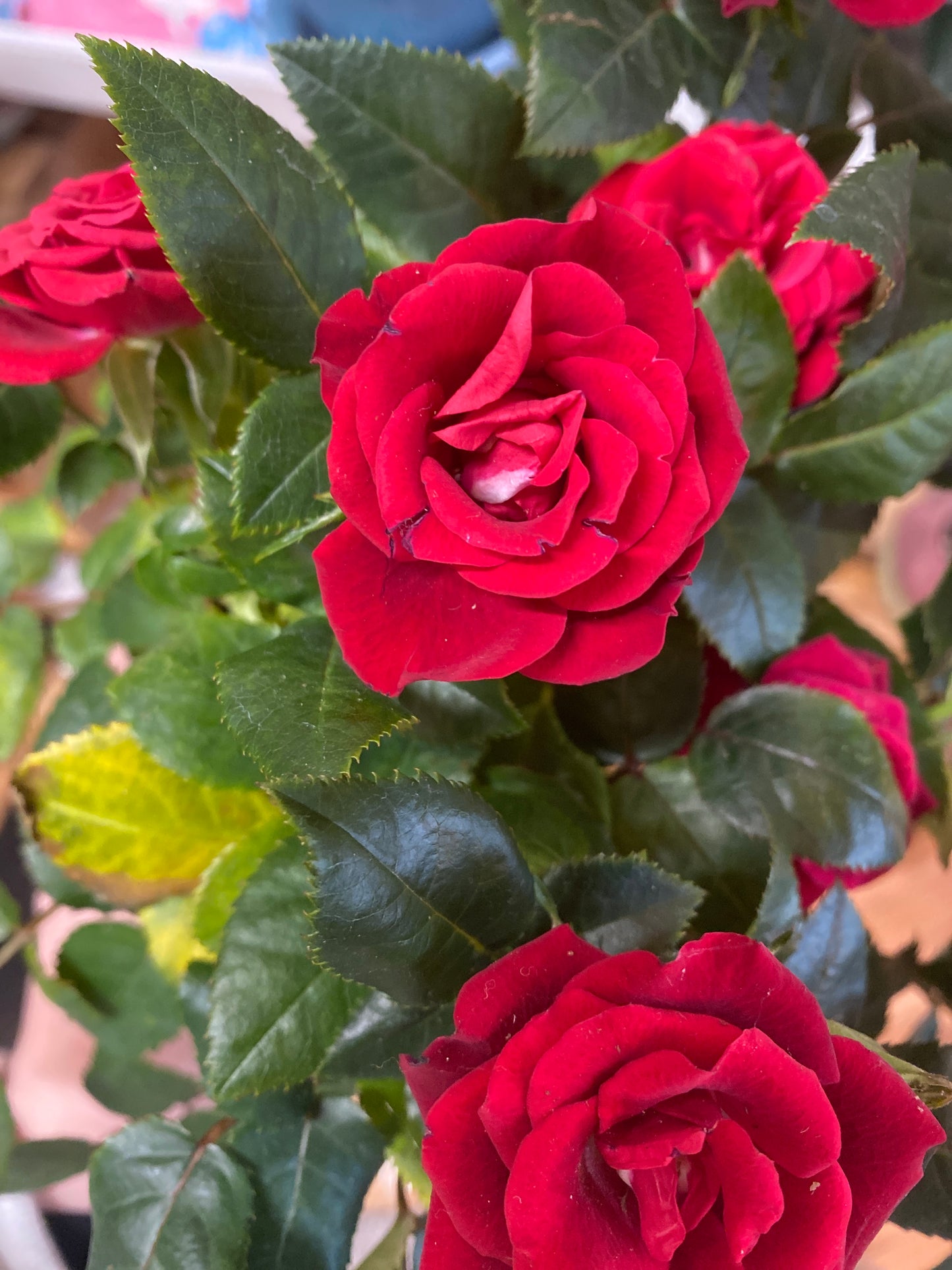 4” Red Mini Rose Bush