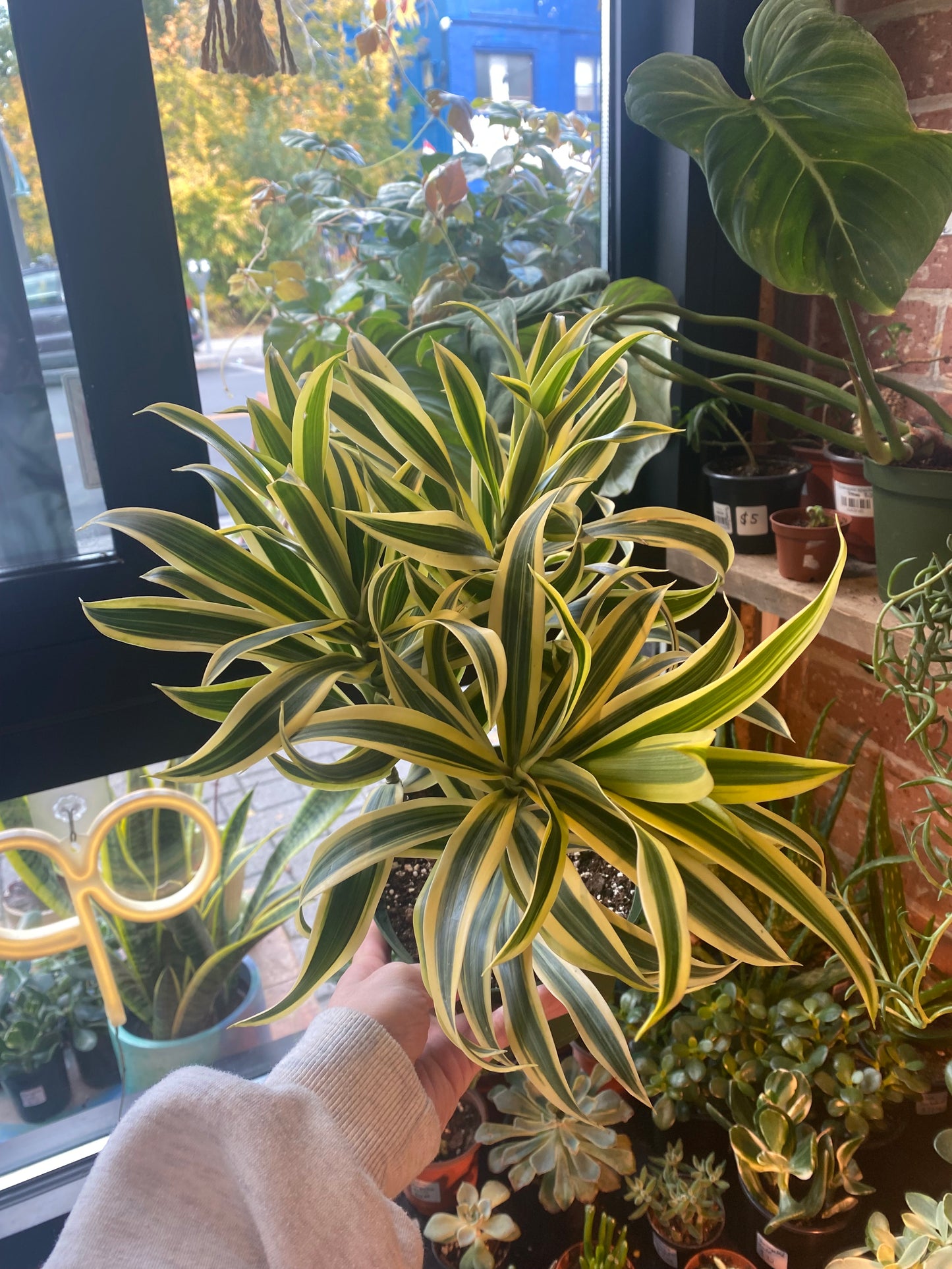 6" Song Of India | Dracaena Reflexa