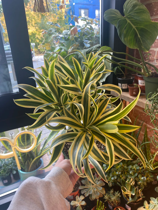 6" Song Of India | Dracaena Reflexa