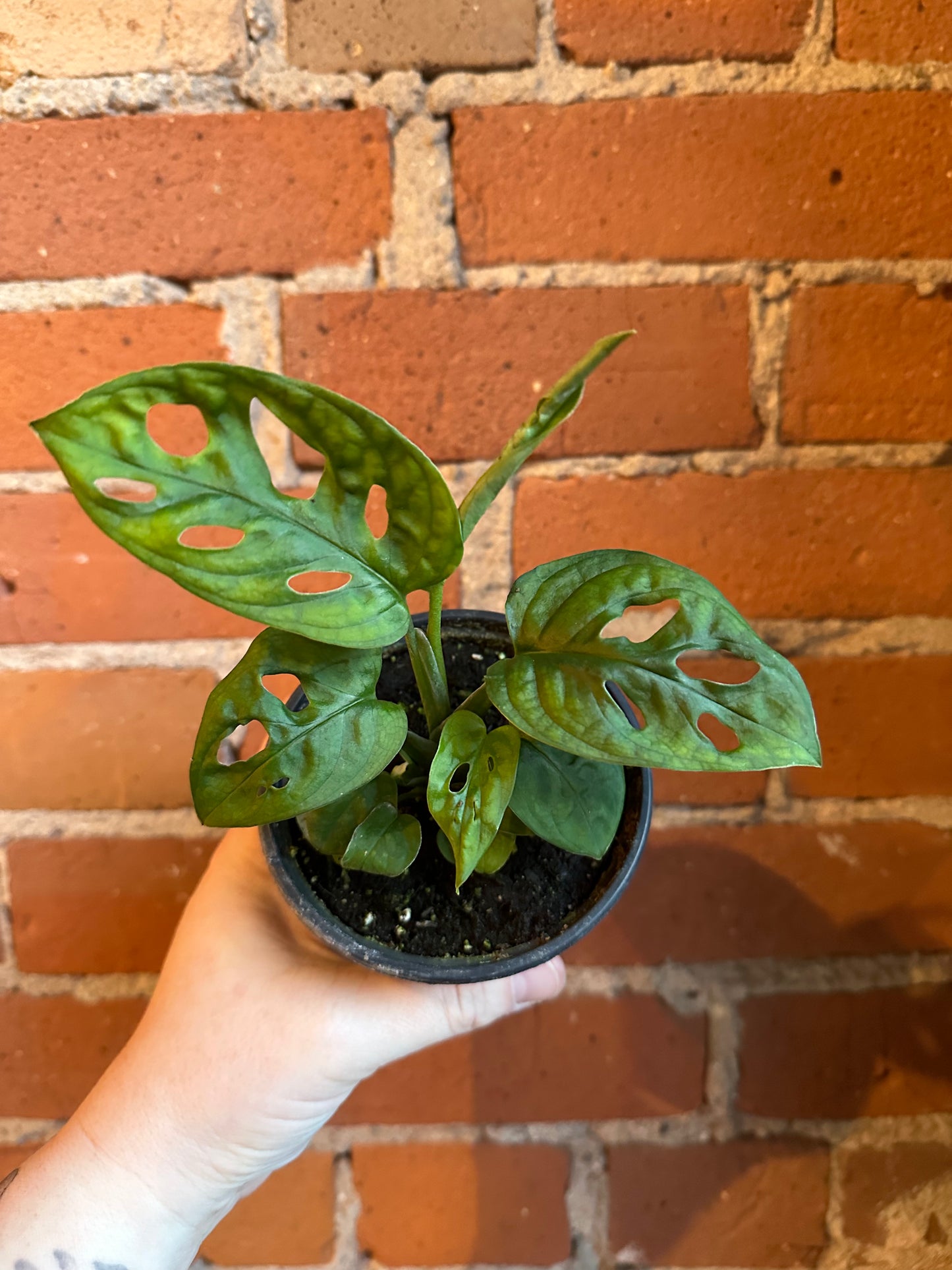 4" Monstera Adansonii Monkey Mask