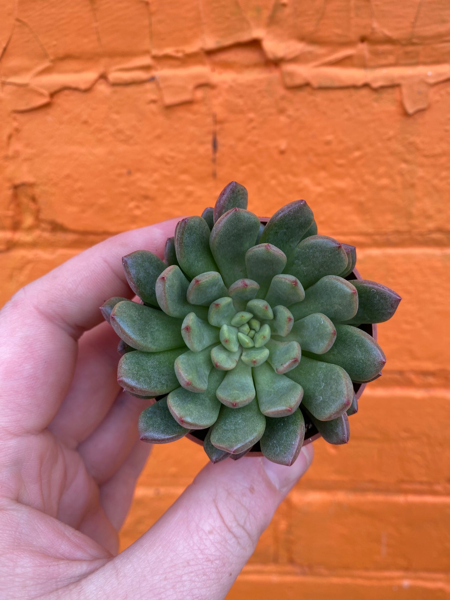 3.5" Graptoveria Bashful