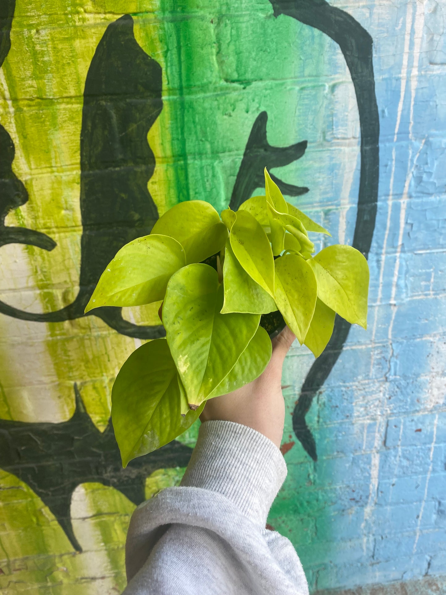 3.5" Pothos Neon