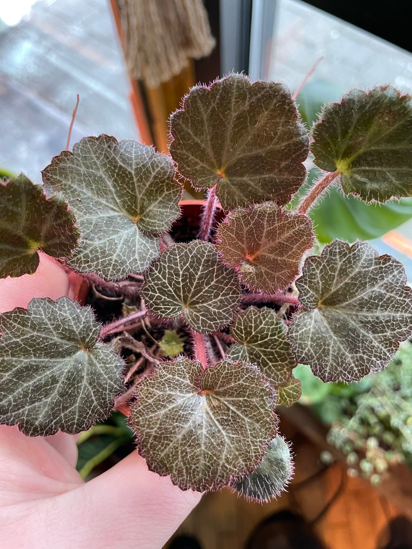 2.5" Strawberry Begonia | Saxifraga Stolonifera