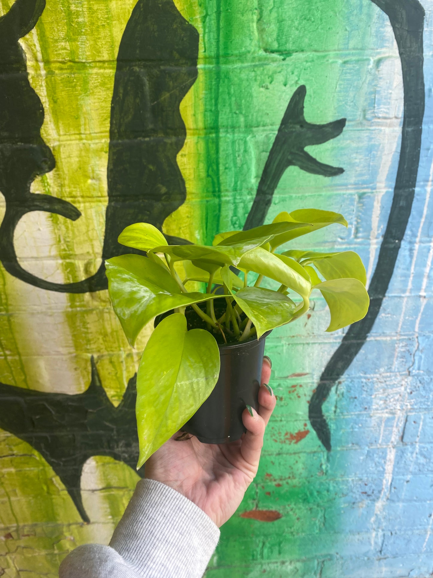 3.5" Pothos Neon