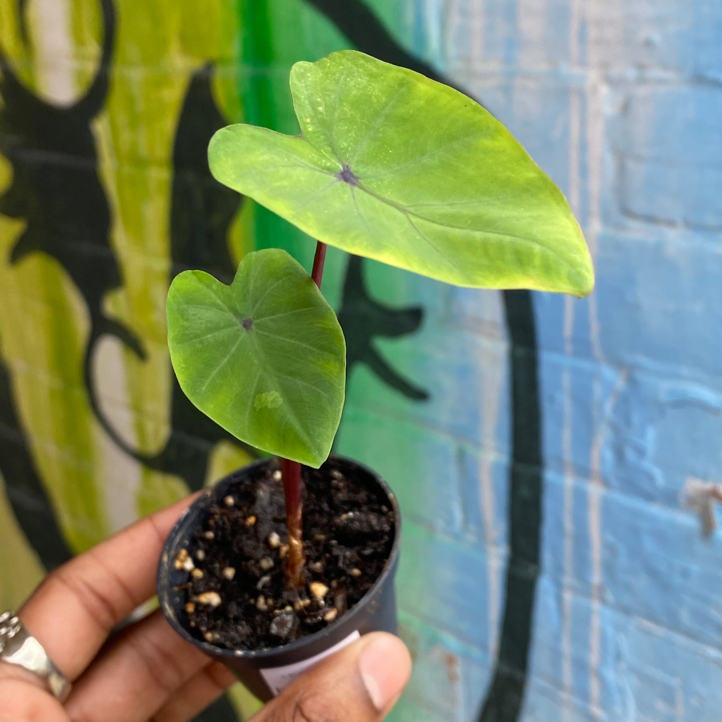 2.5" Colocasia Lemon Lime Gecko