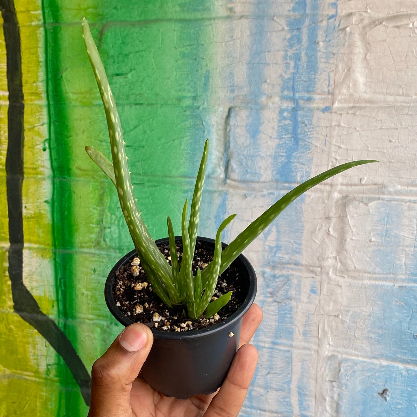 3.5" Aloe Barbadensis