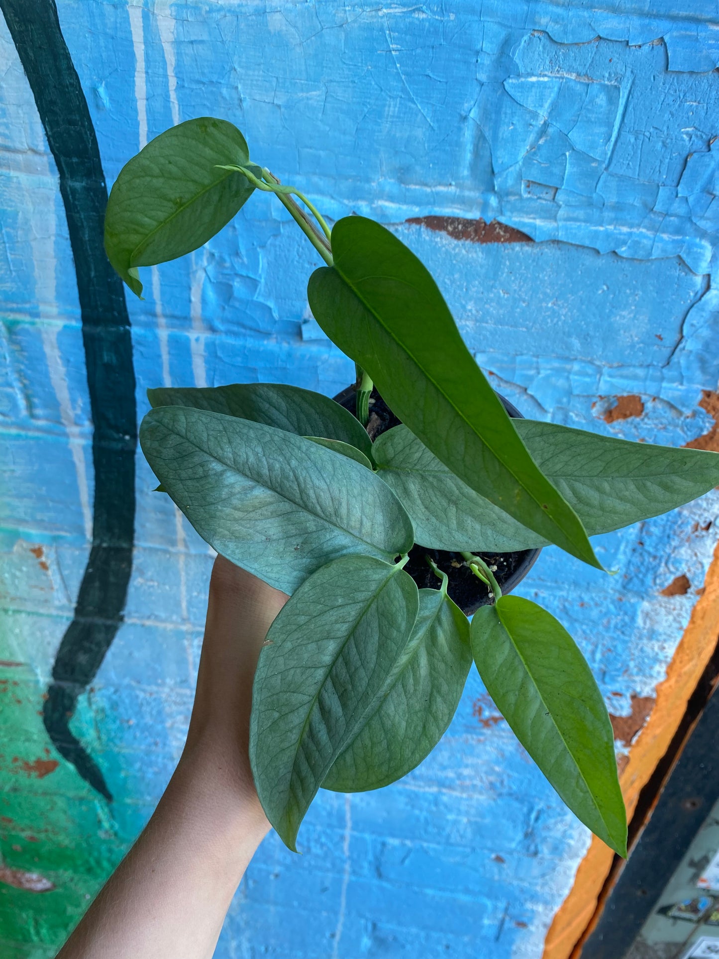4" Epipremnum Cebu Blue