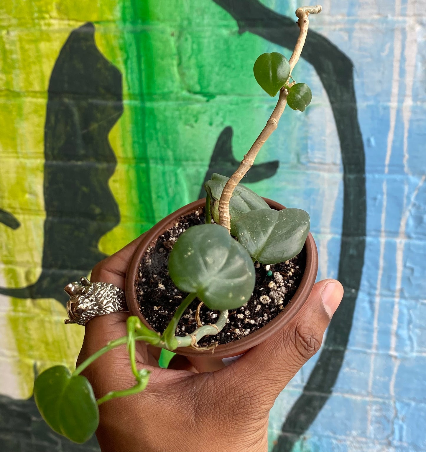 3.5" Philodendron Panduriforme (TAC)