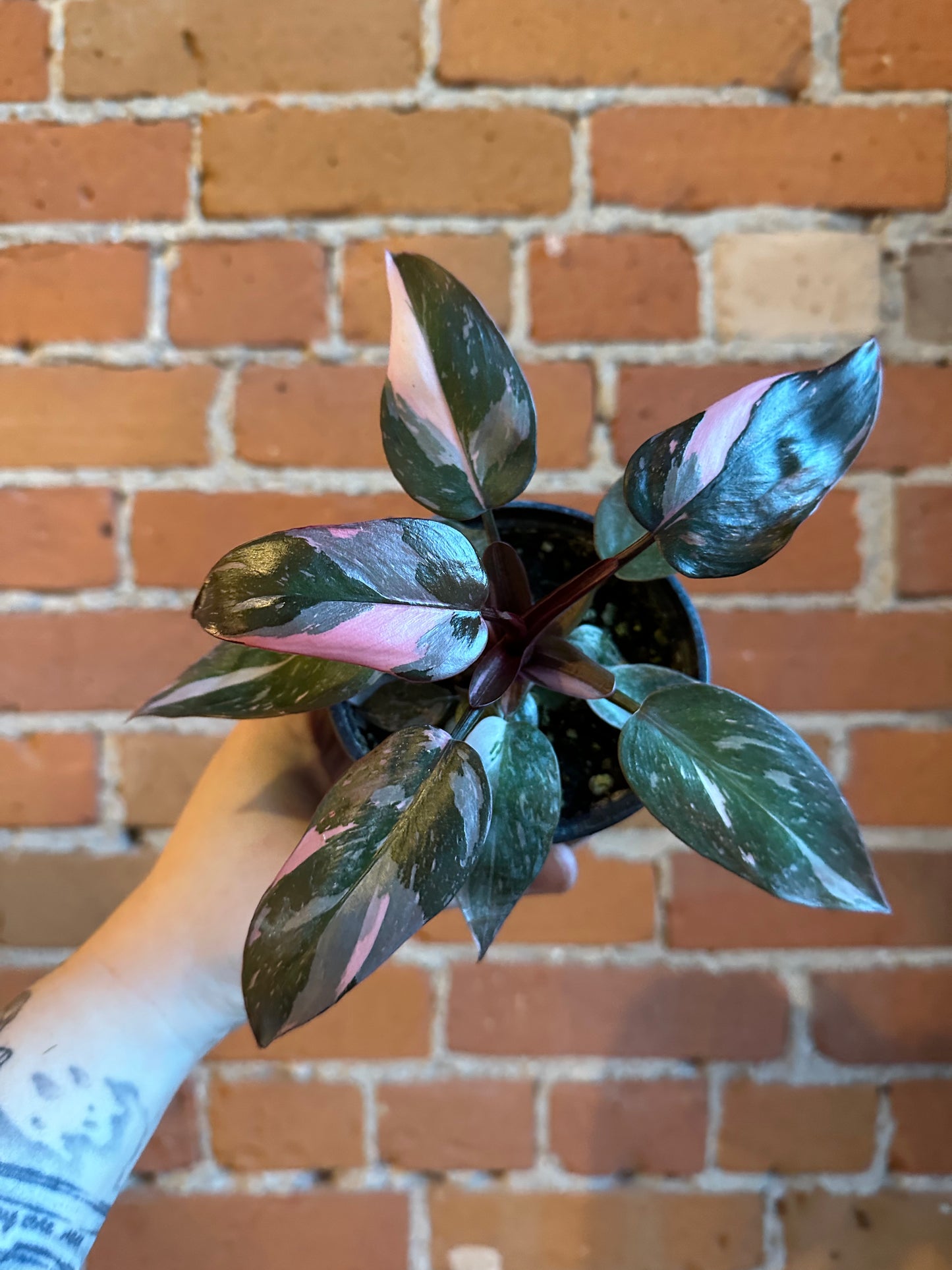 4" Philodendron Pink Princess