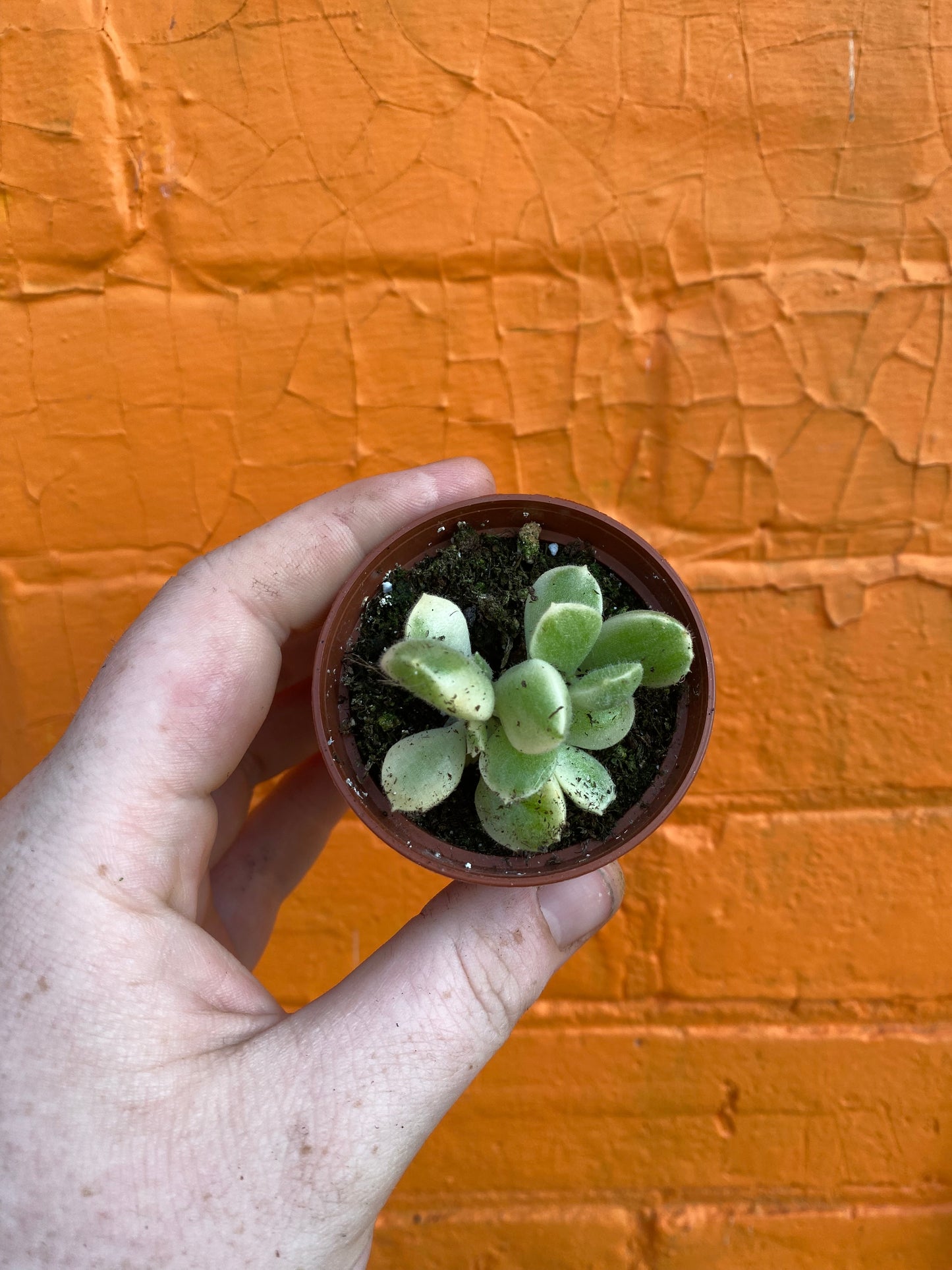 2.5" Cotyledon Tomentosa Albo Variegated | Bear Paw Succulent