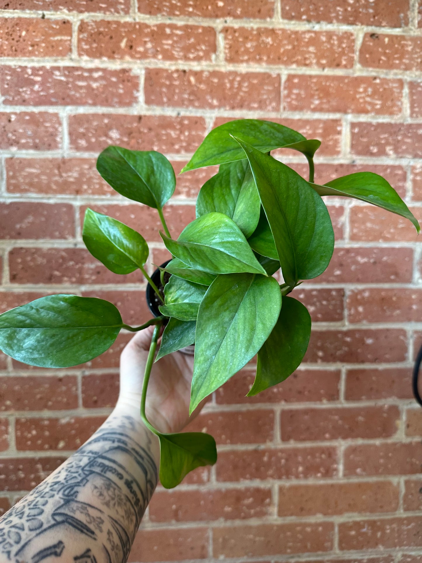 3.5" Pothos Green Jade