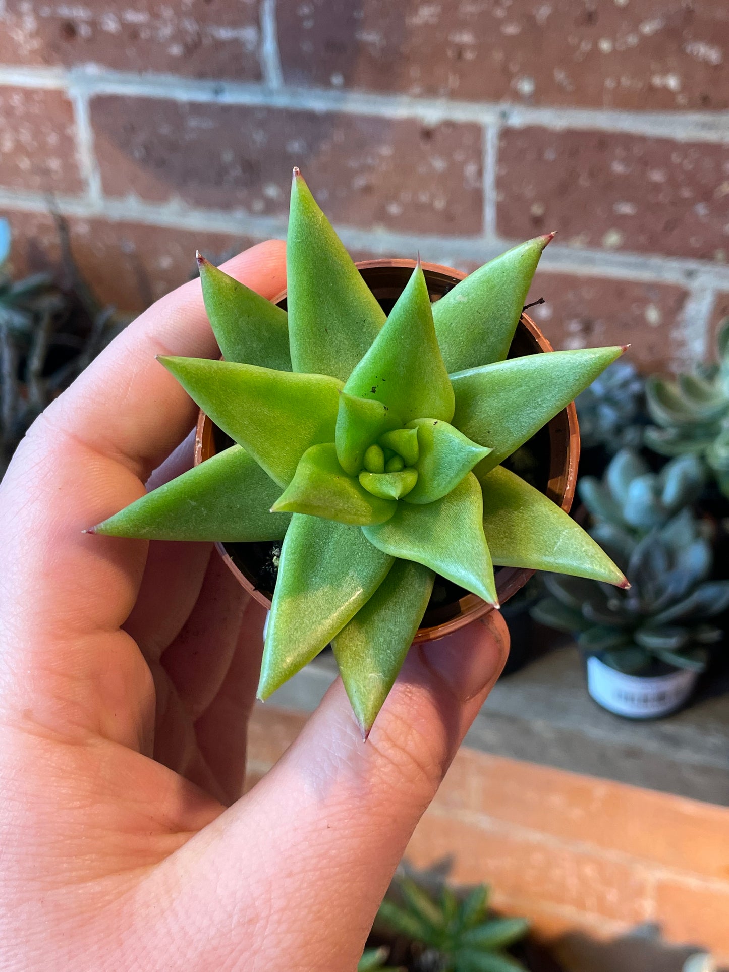 2.5" Echeveria agavoides
