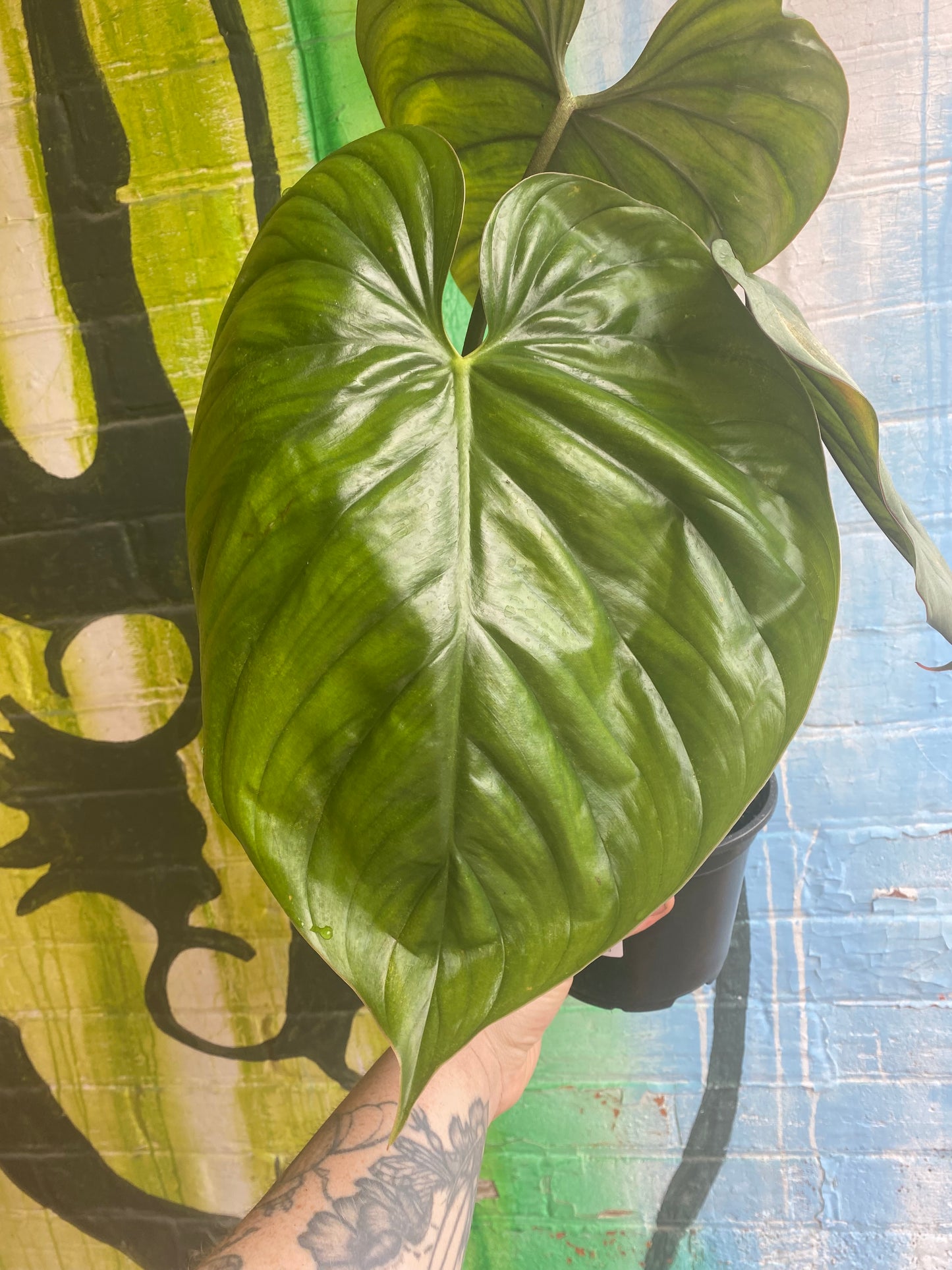 6” Philodendron Columbia