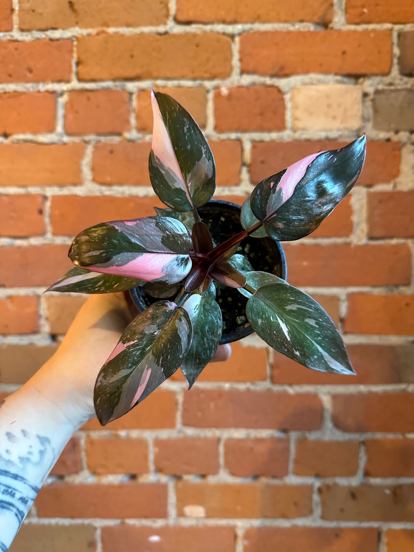 4" Philodendron Pink Princess