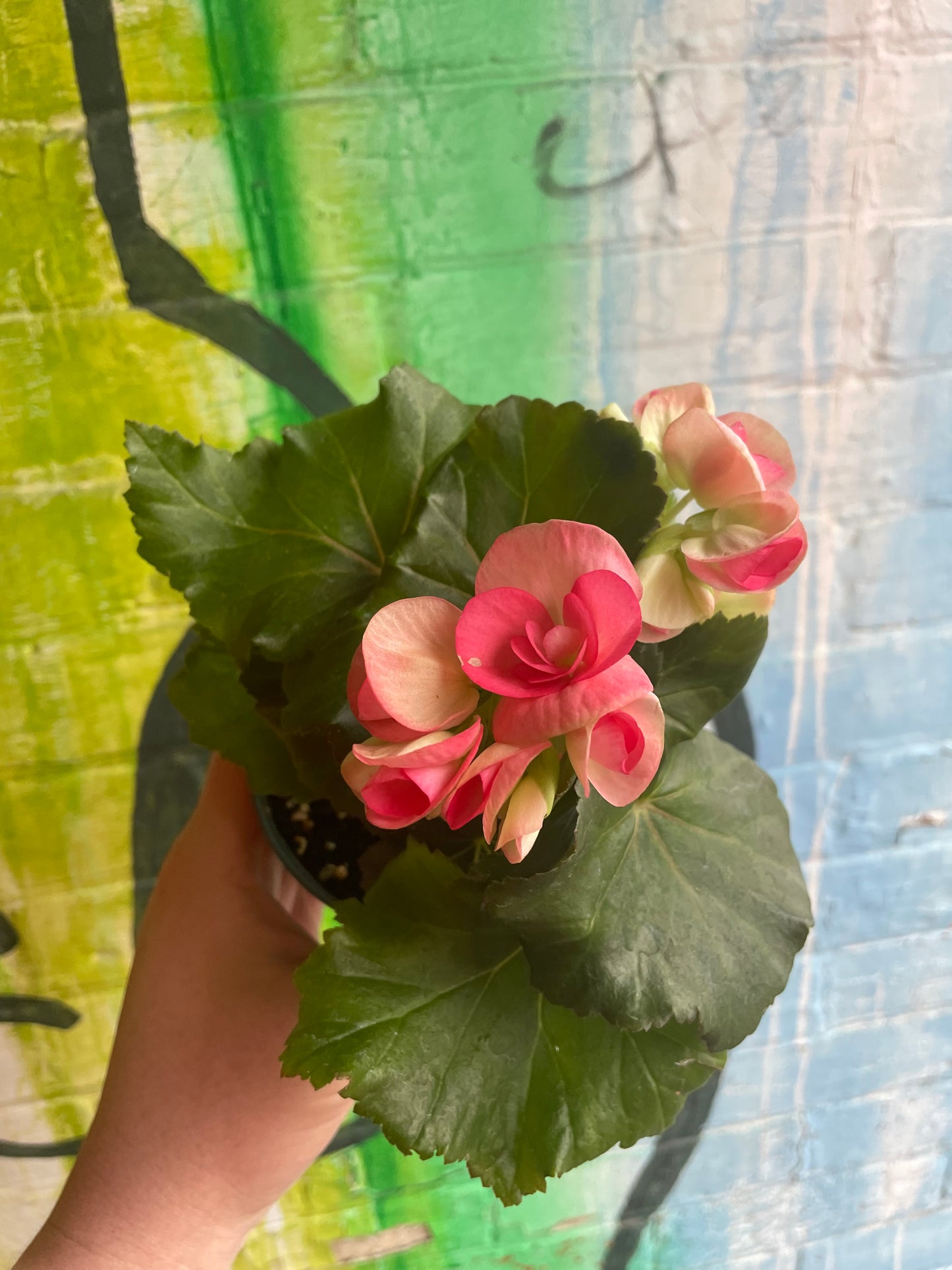 4" Begonia Rieger | Pink