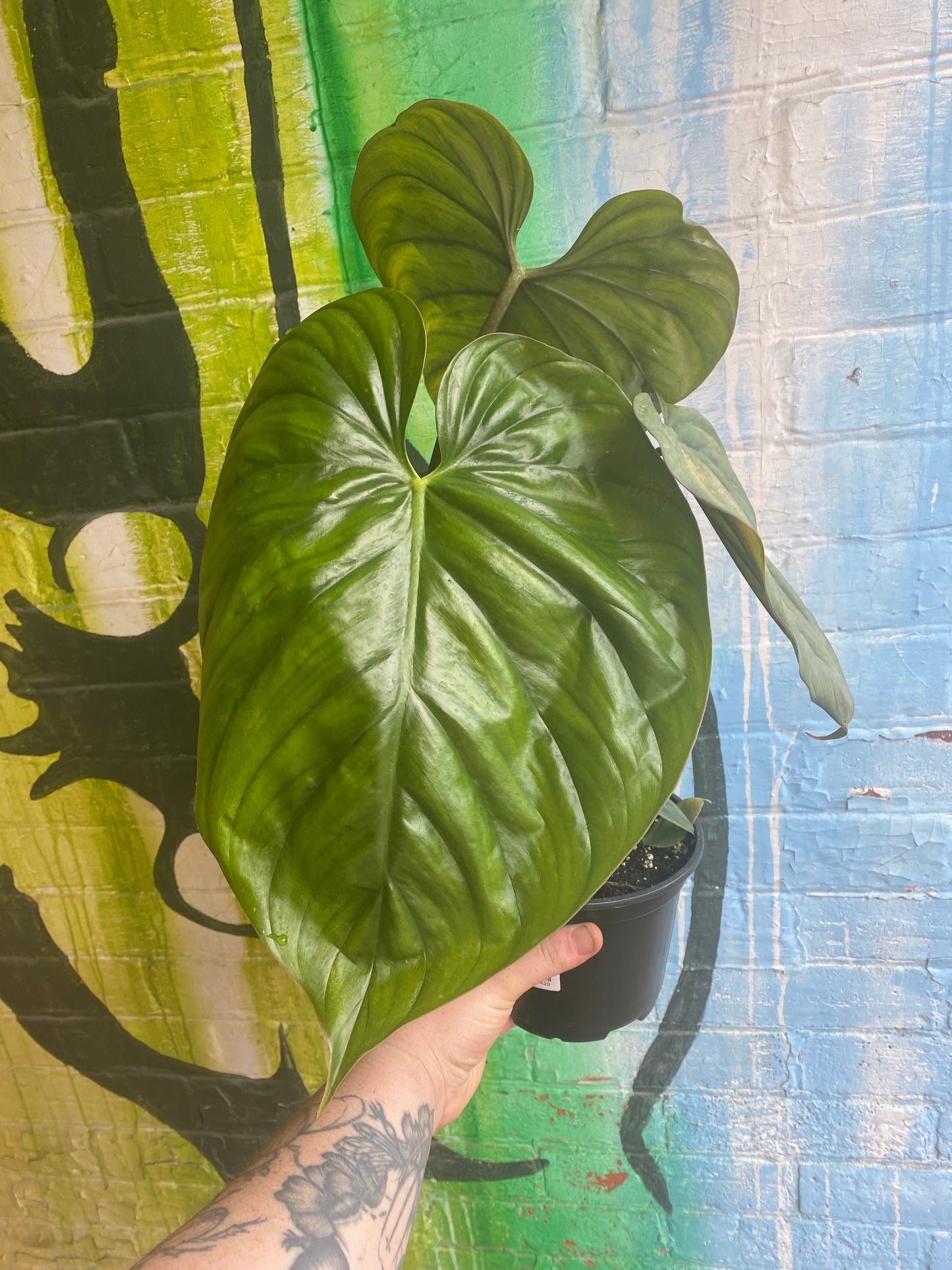 6” Philodendron Columbia
