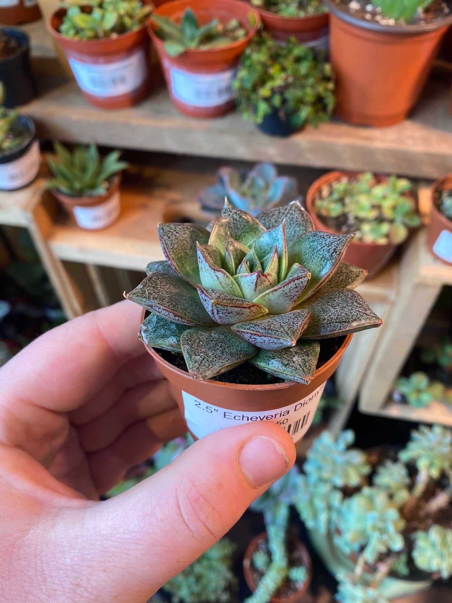 2.5" Echeveria Dionysos