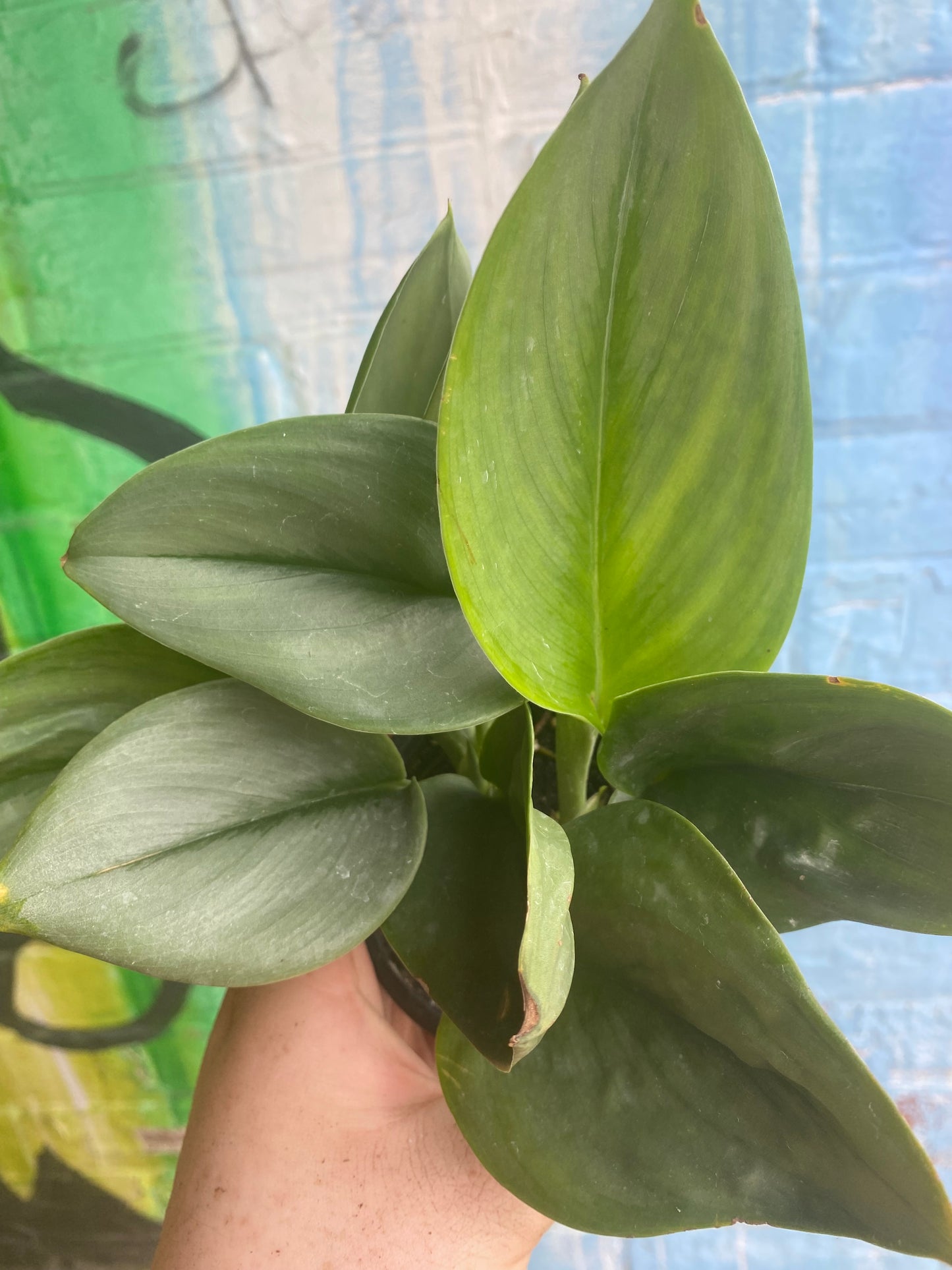 3.5” Scindapsus Treubii Moonlight