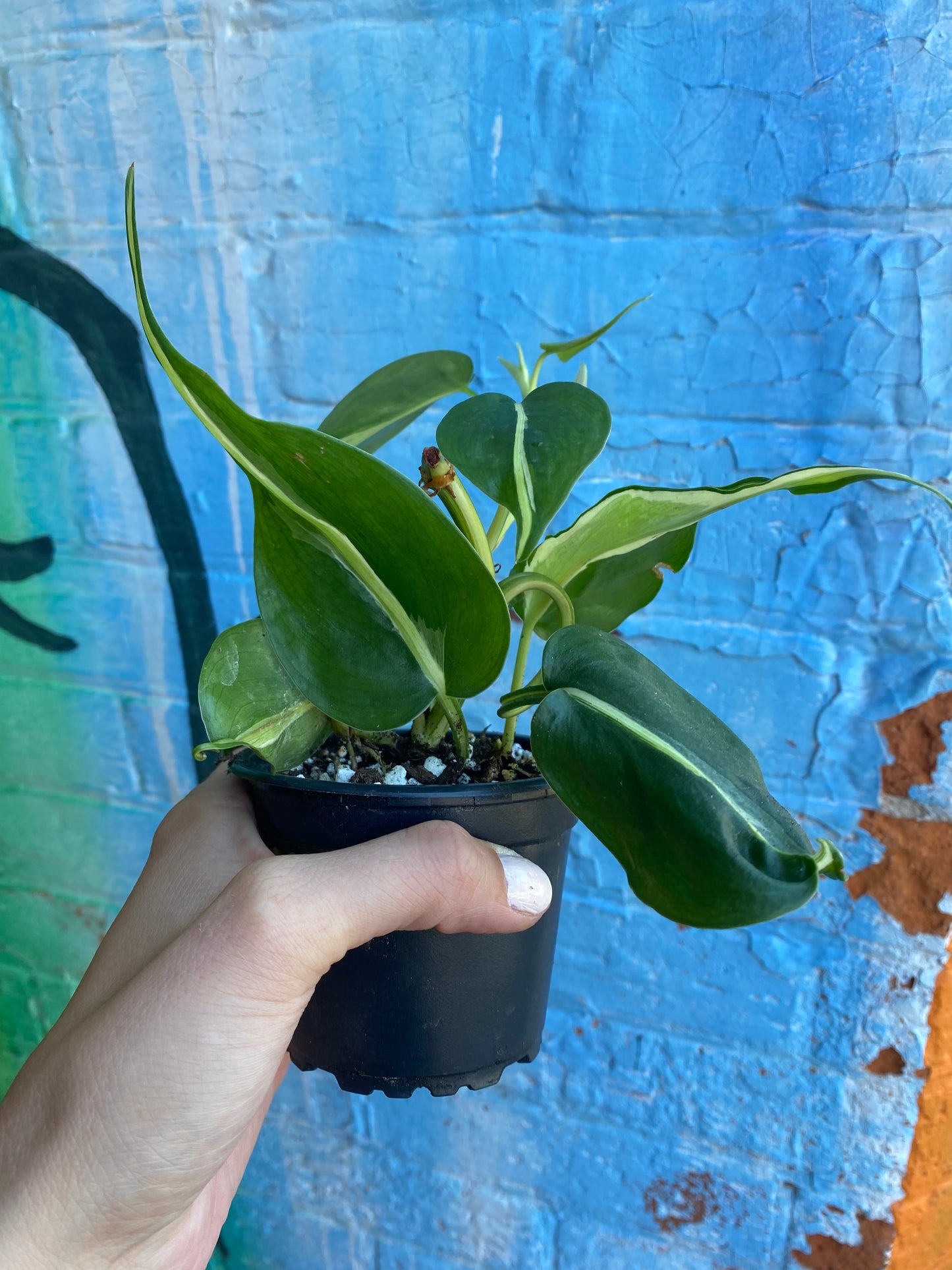 3.5" Philodendron Silver Stripe