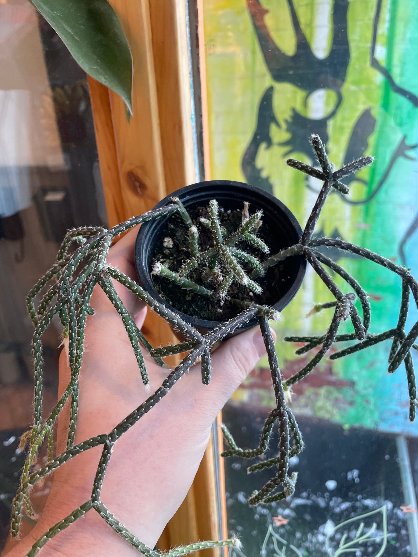 3.5” Rhipsalis Baccifera