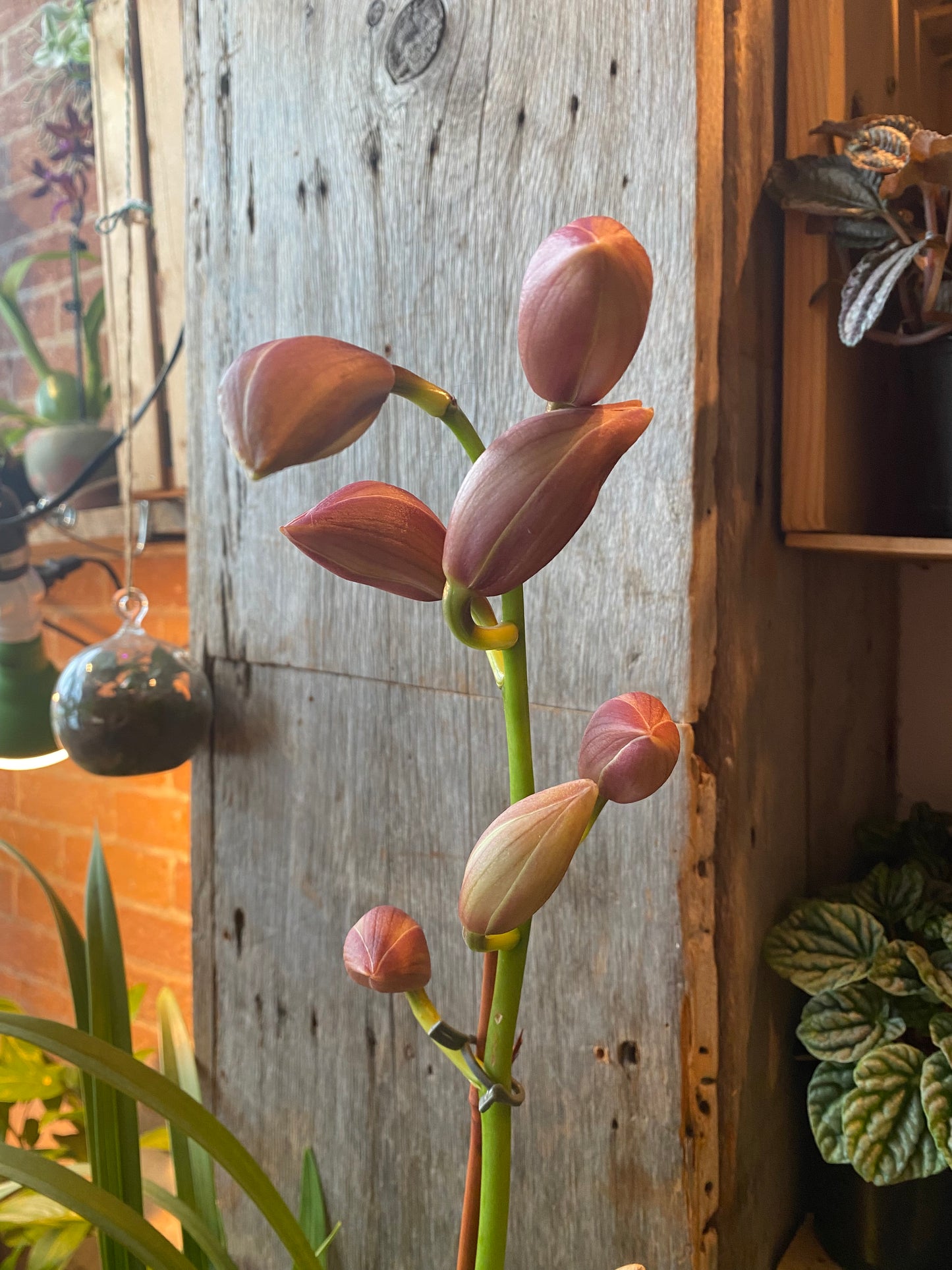 6" Cymbidium Orchid Pink