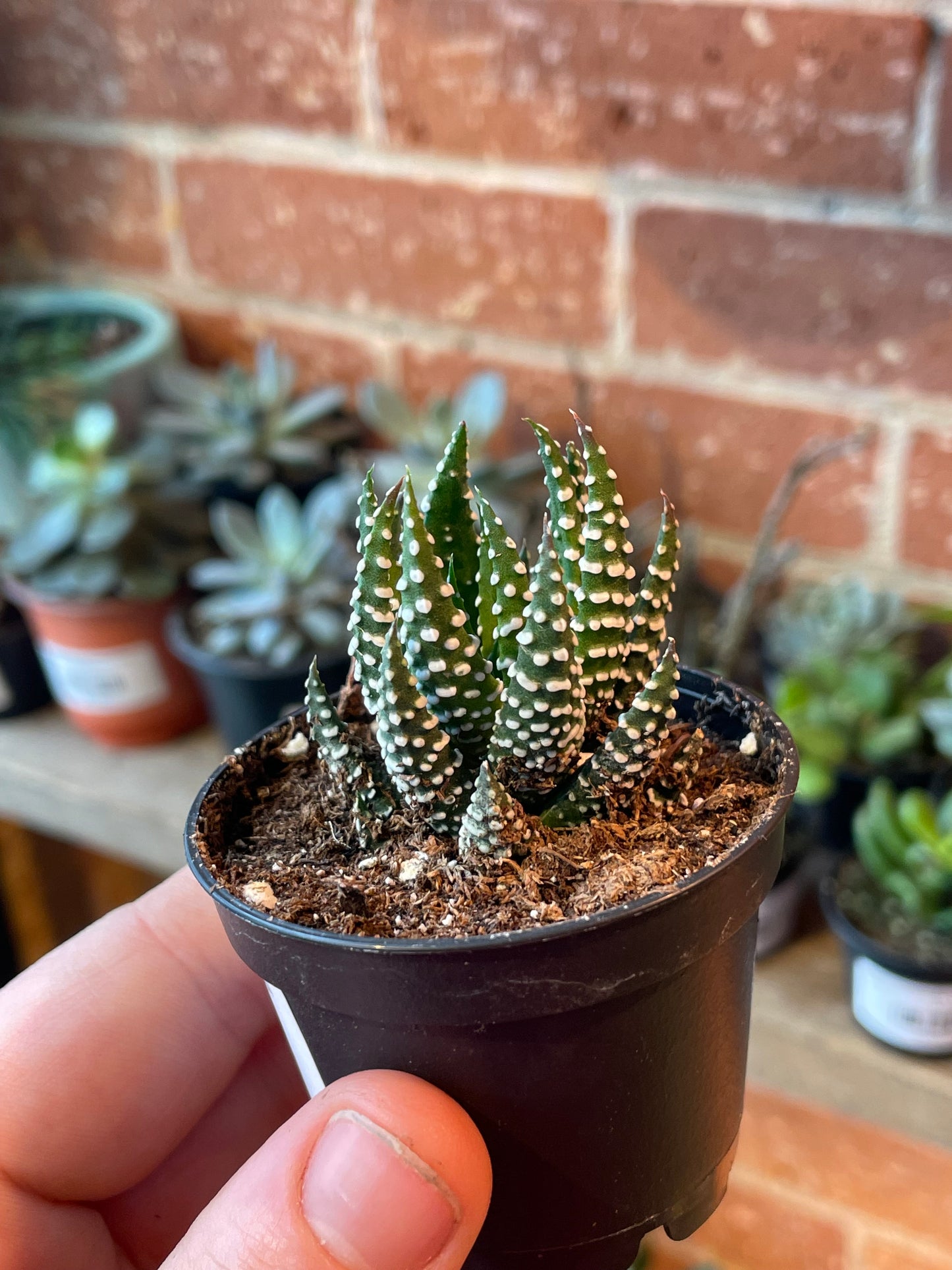 2.5" Haworthiopsis reinwardtii