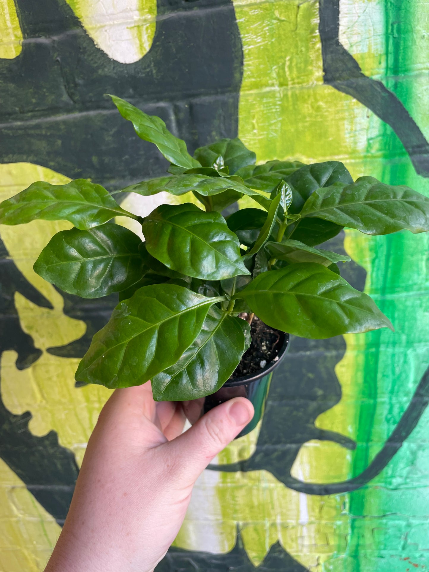 3.5" Coffee Plant | Arabica