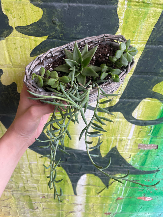 Succulent Planter 1