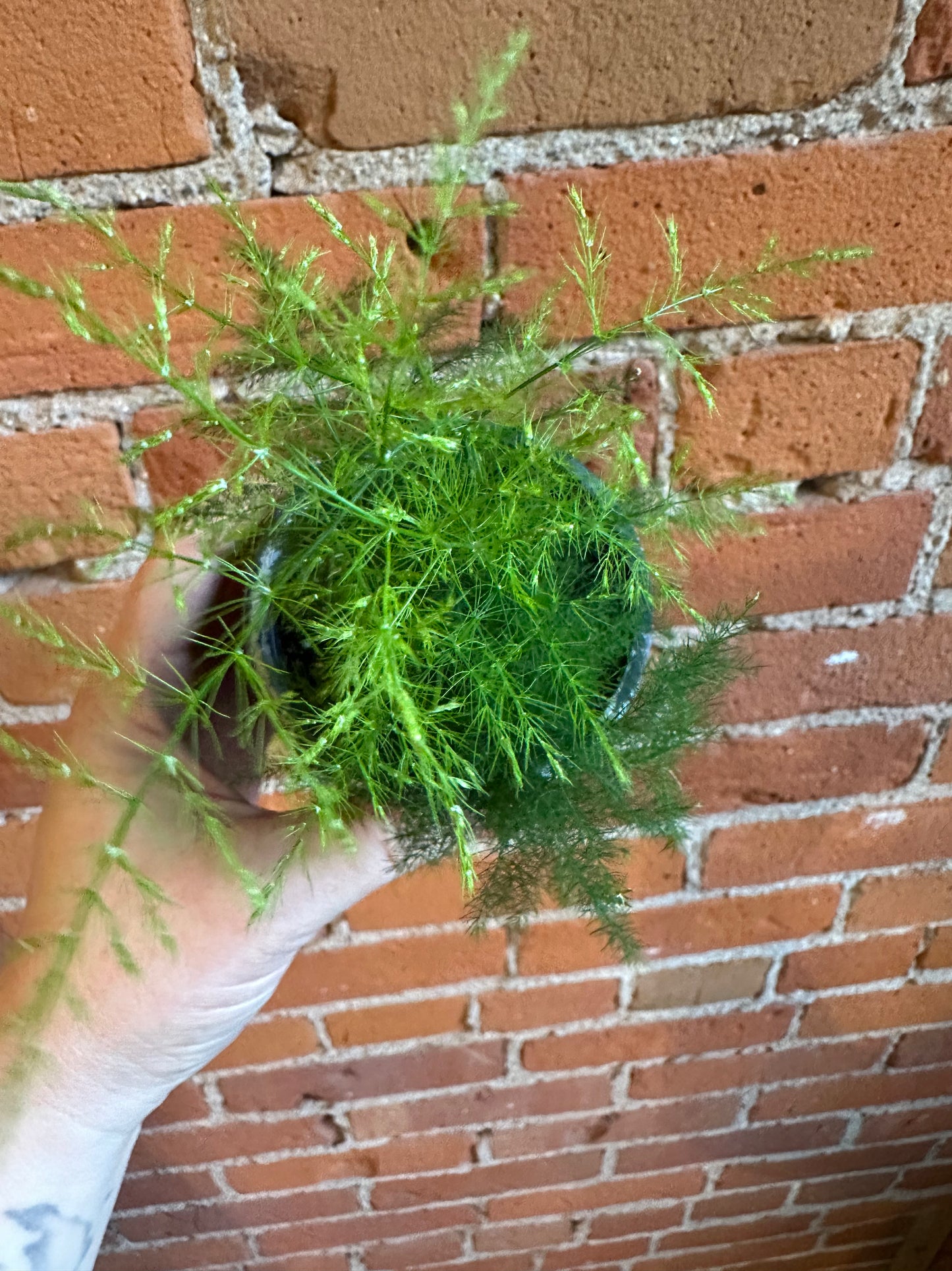 3.5" Asparagus Plumosa Fern