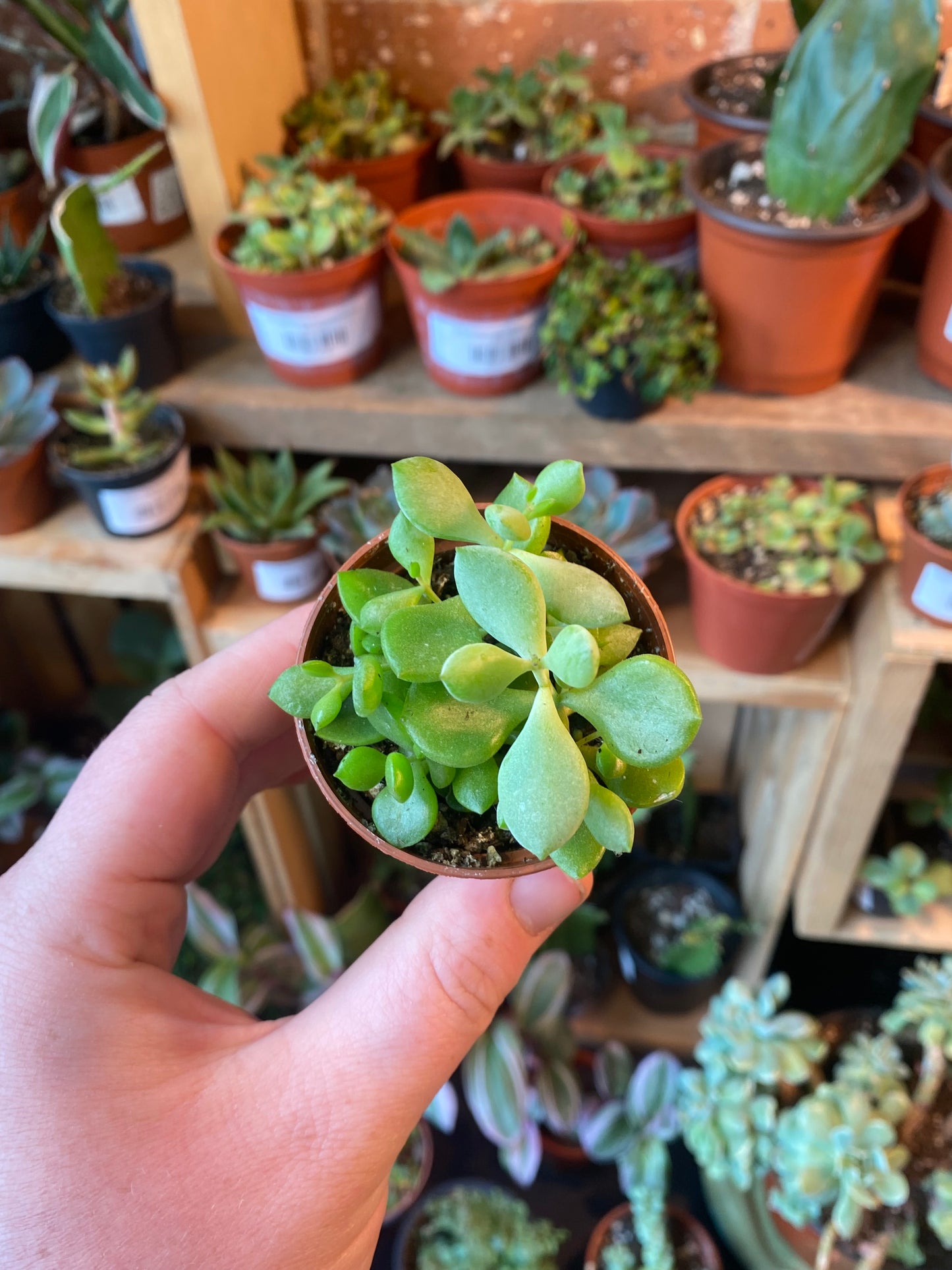 2.5" Cotyledon Pendens