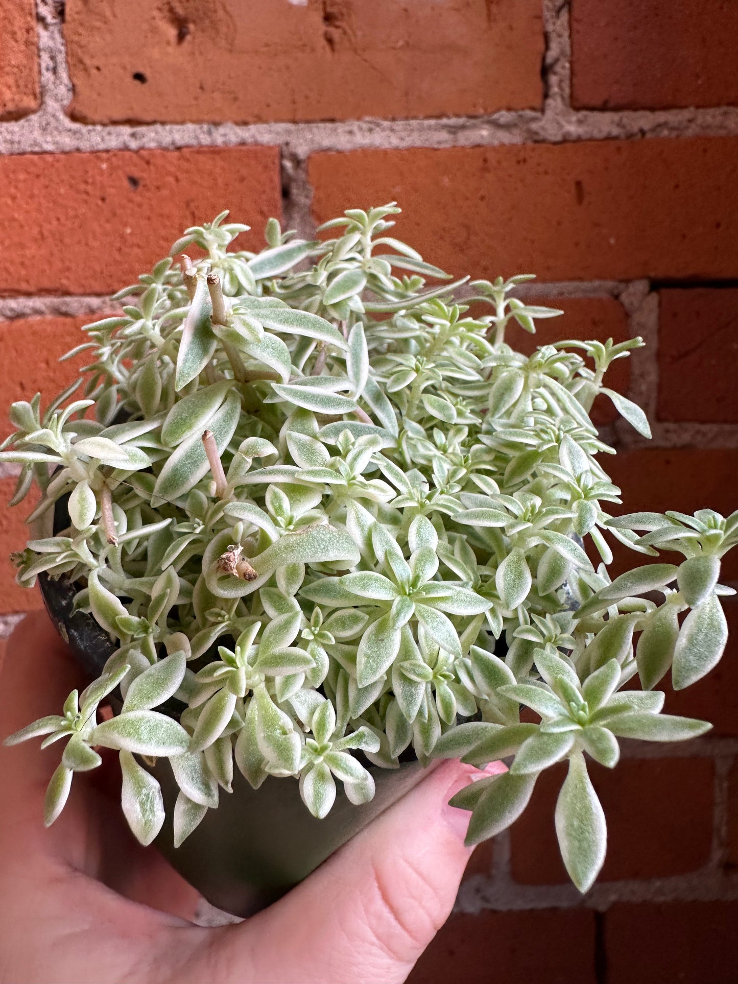 3.5" Sedum Variegated