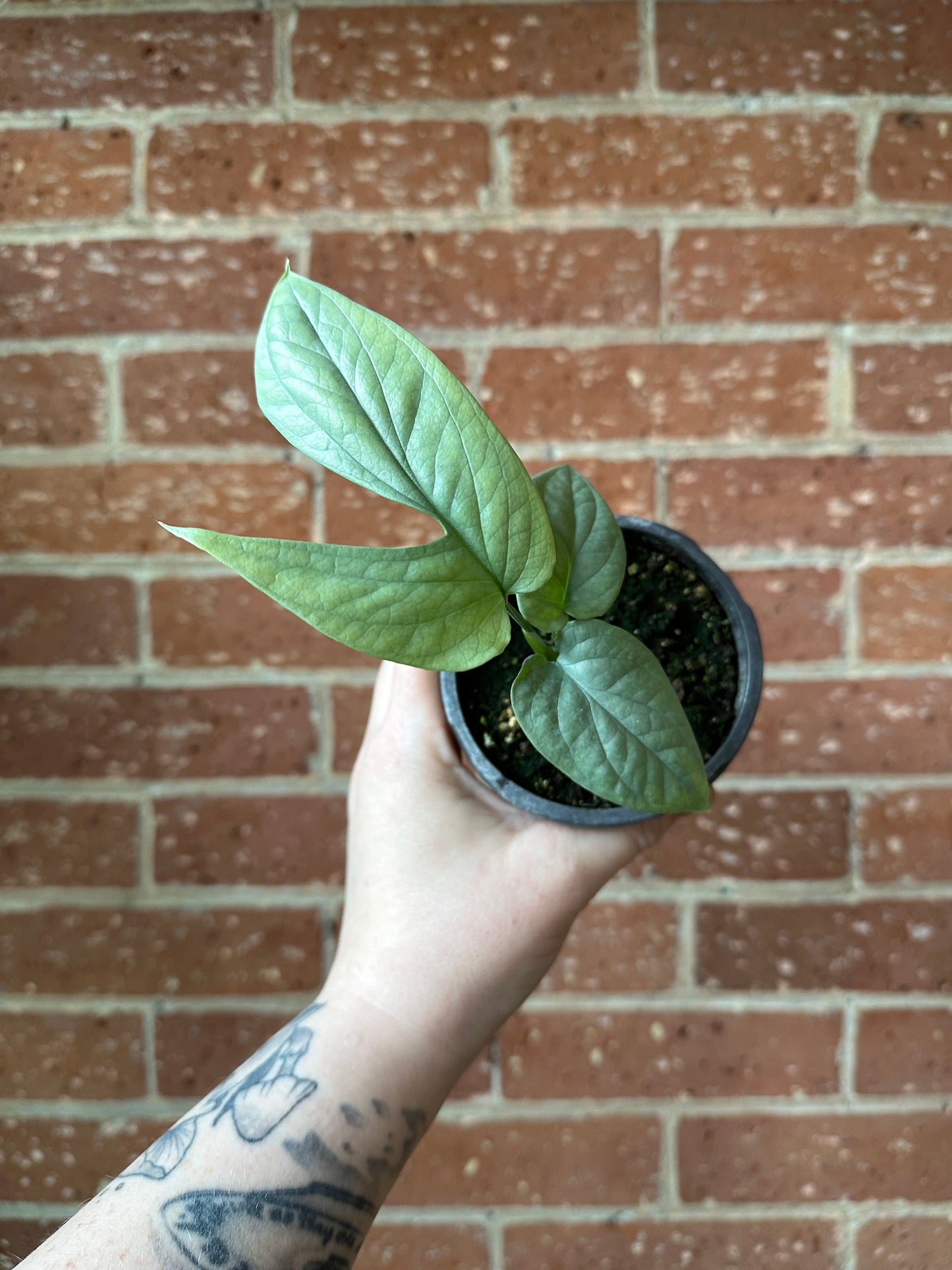 4" Amydrium Medium Silver