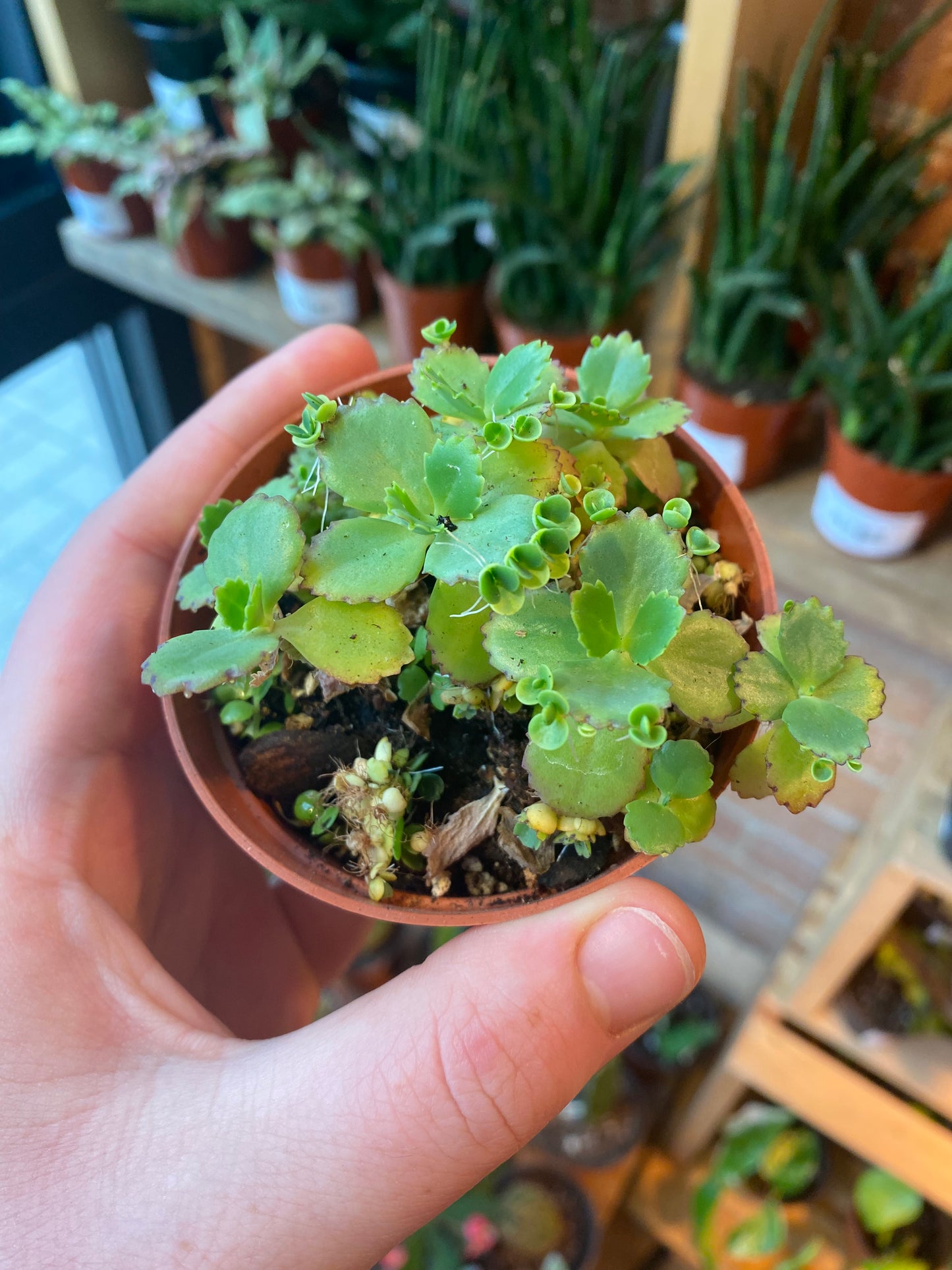 3.5" Kalanchoe Daigremontiana