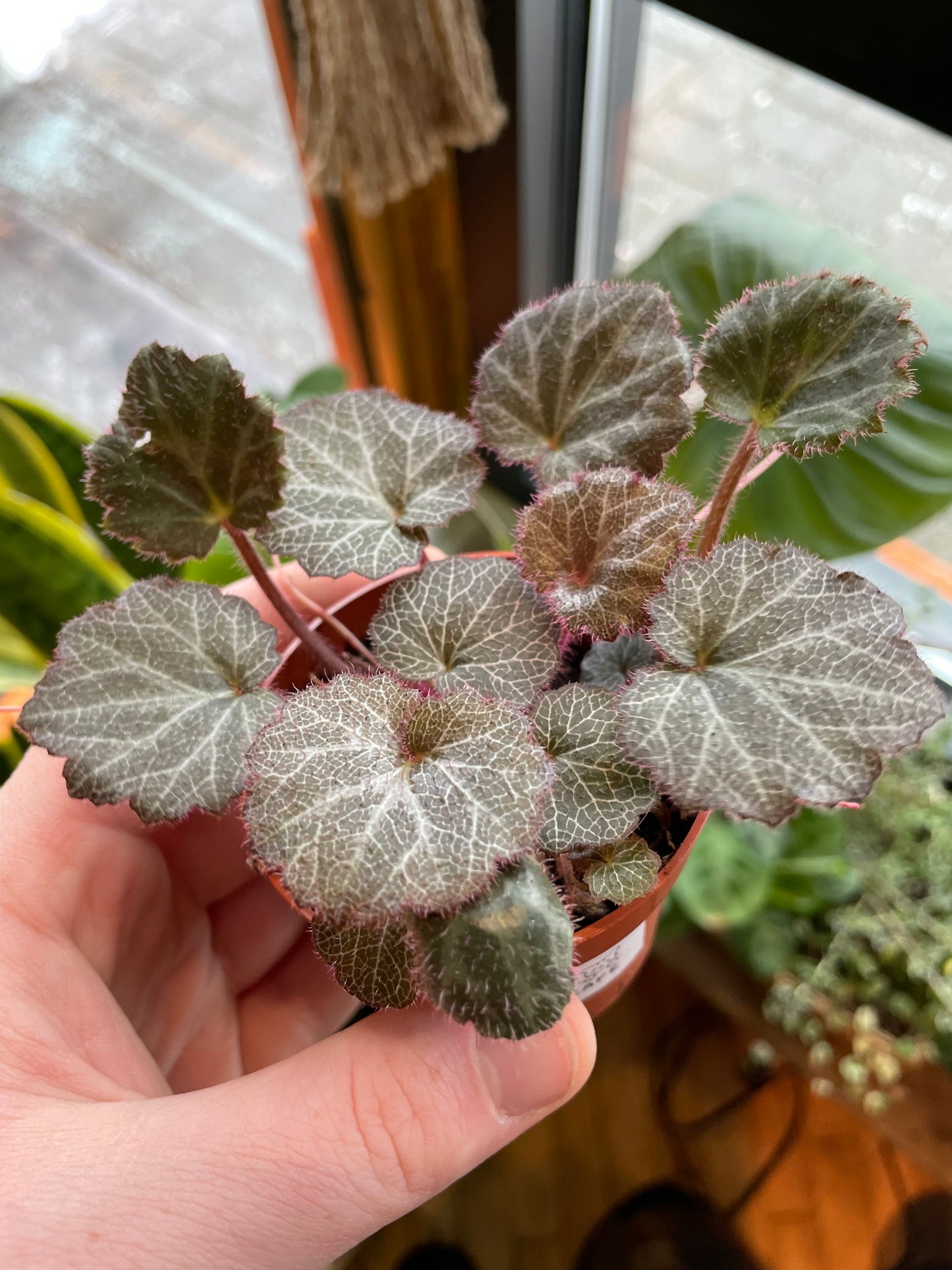 2.5" Strawberry Begonia | Saxifraga Stolonifera